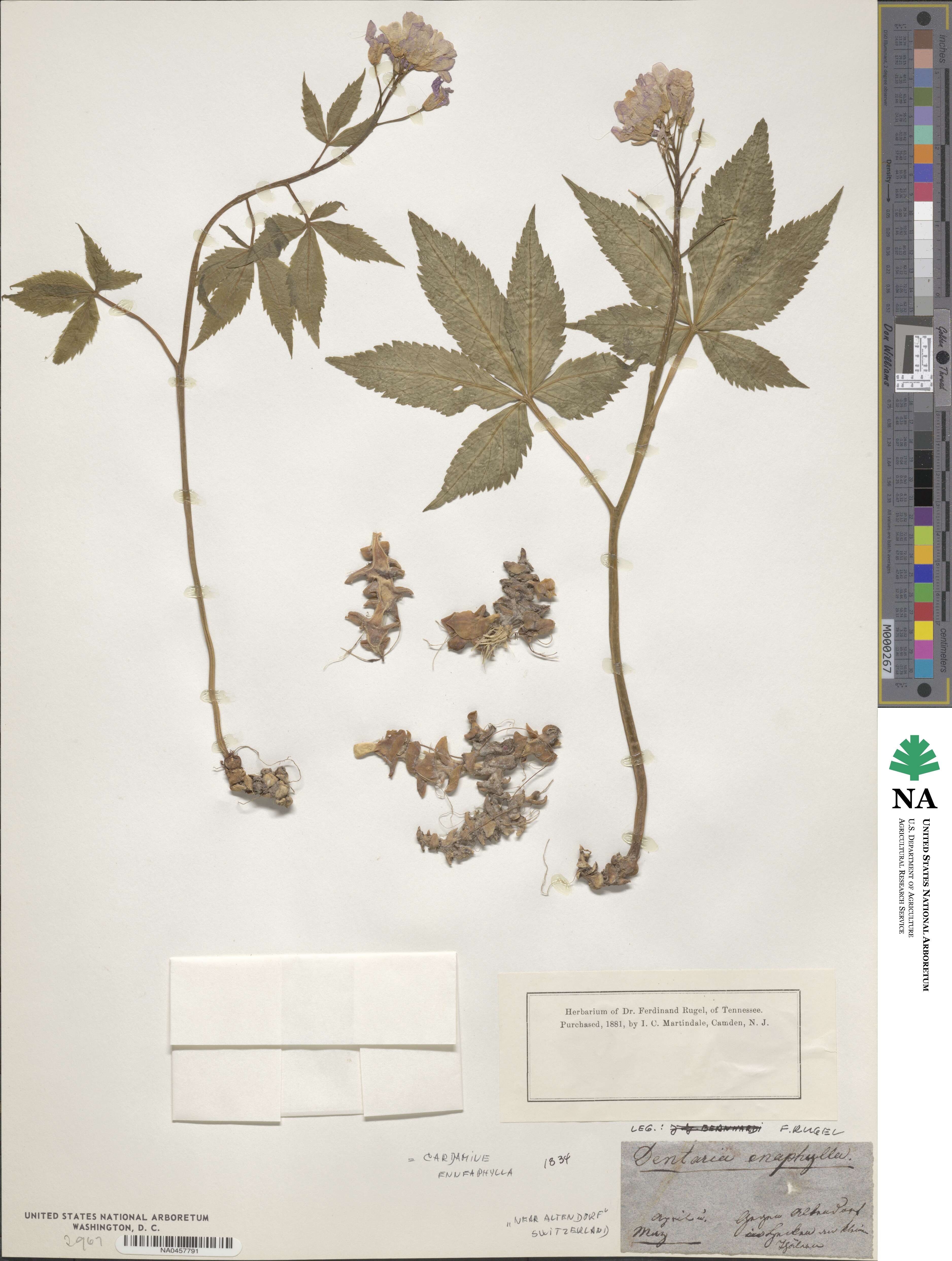 Cardamine enneaphyllos image