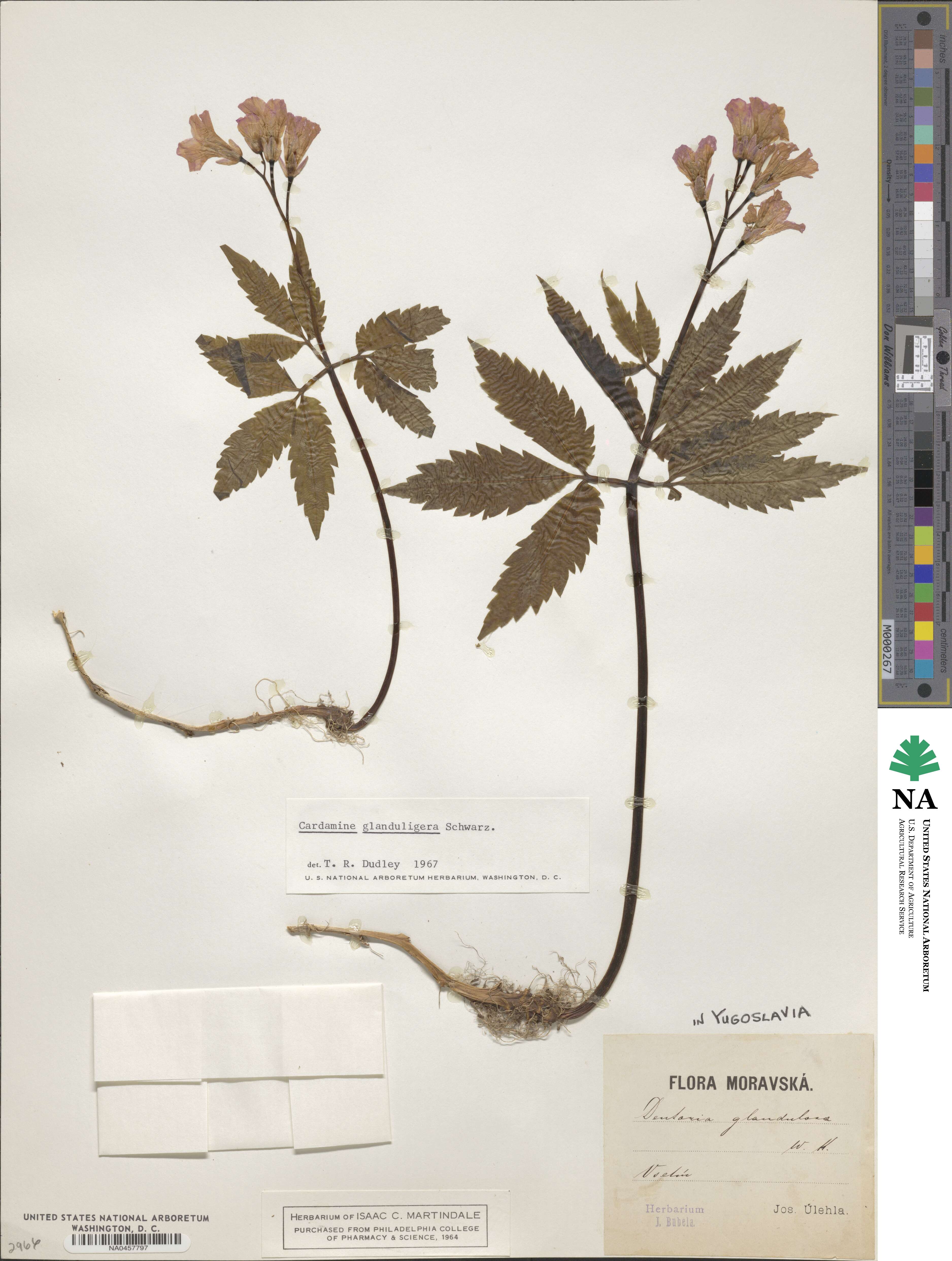 Cardamine glanduligera image