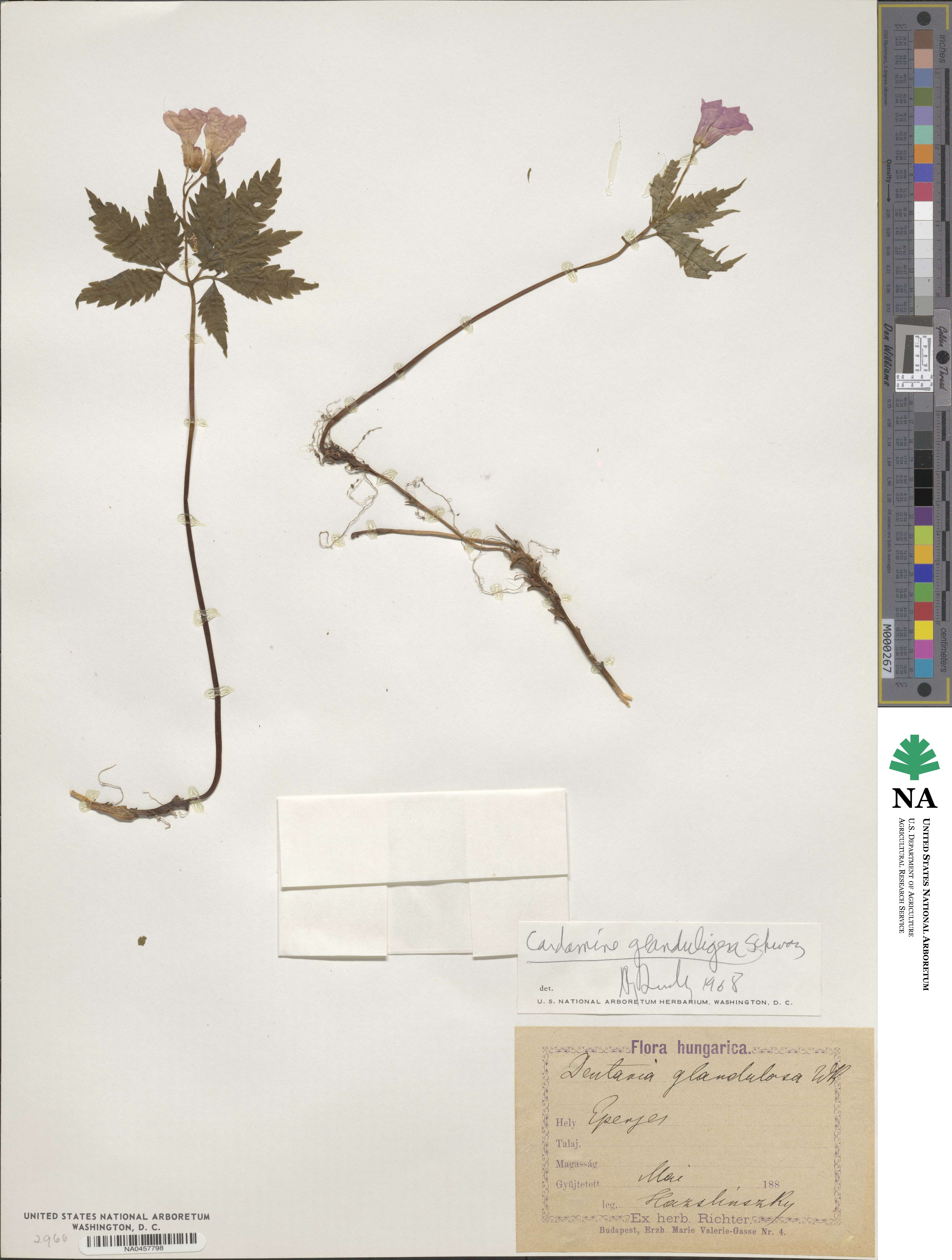 Cardamine glanduligera image