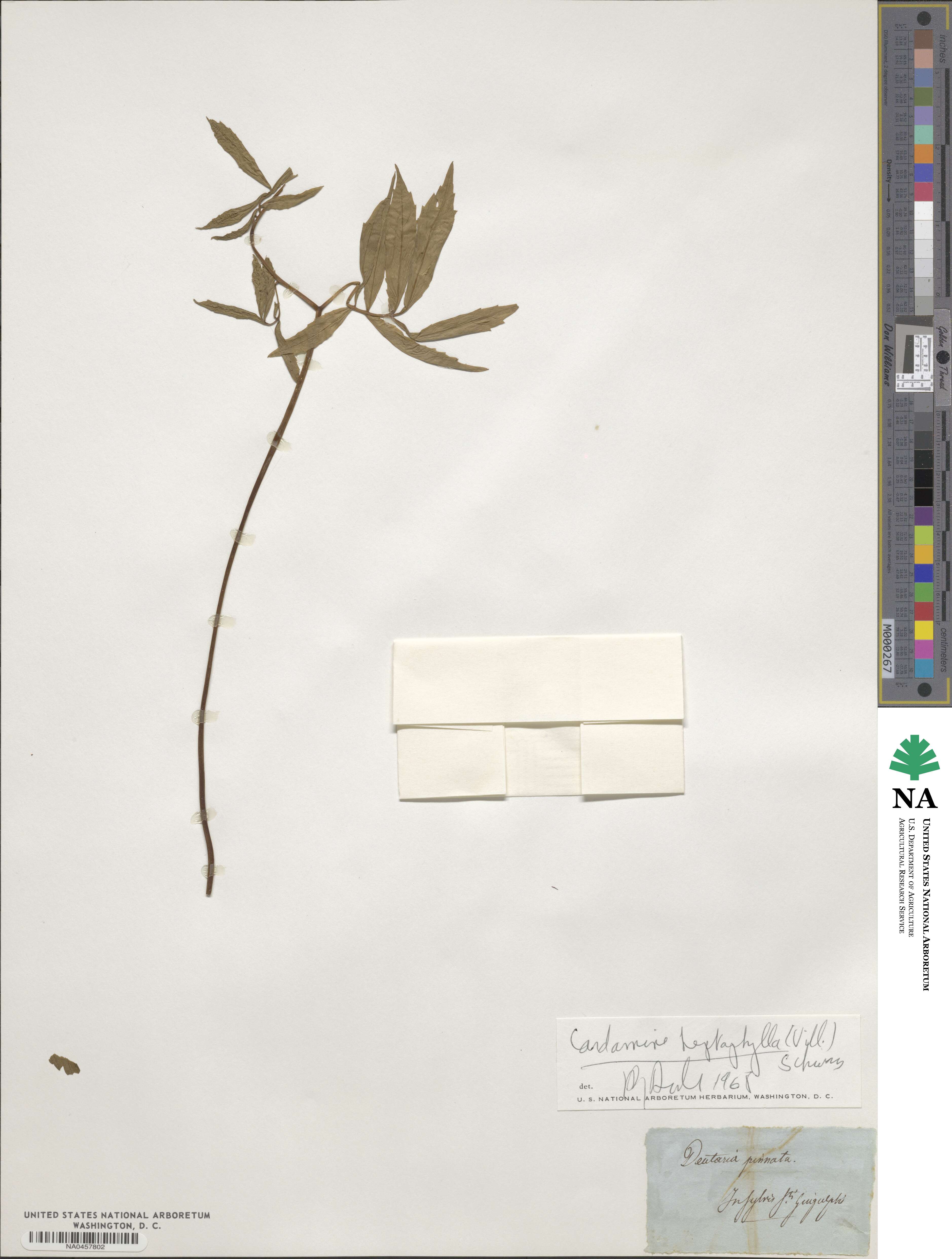 Cardamine heptaphylla image