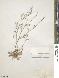 Cardamine parviflora image