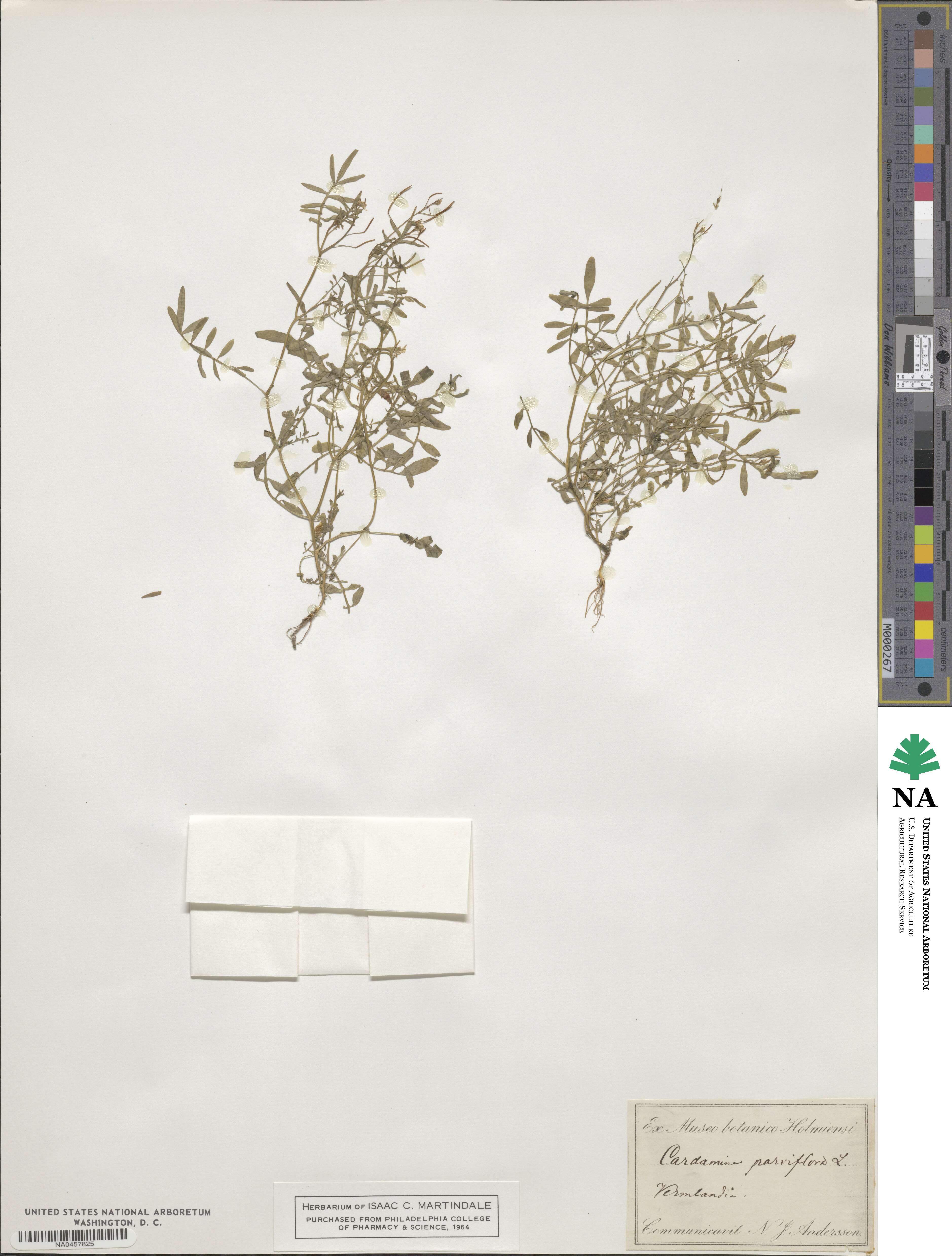 Cardamine parviflora image