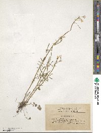 Cardamine pratensis image