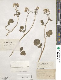 Cardamine pratensis image