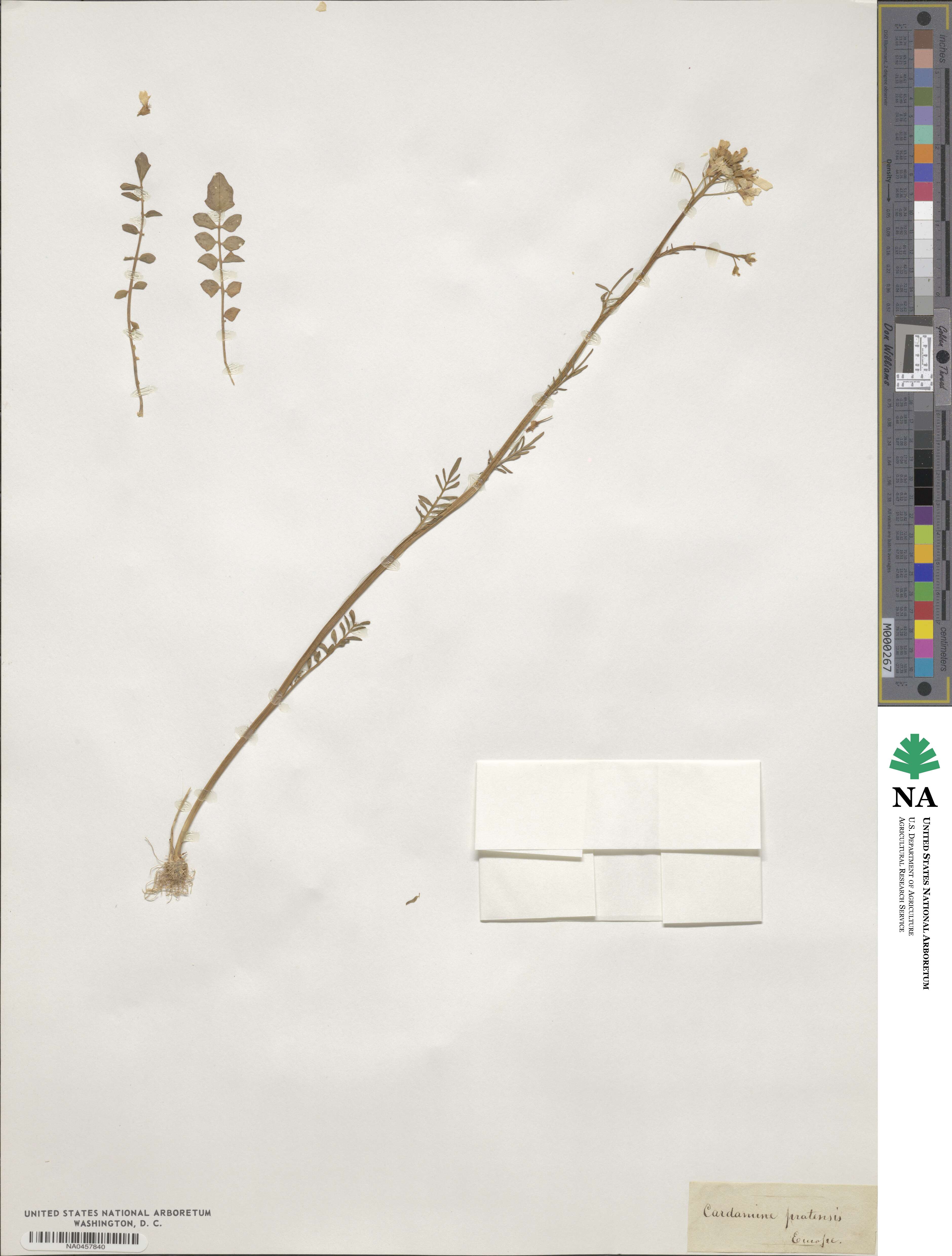 Cardamine pratensis image