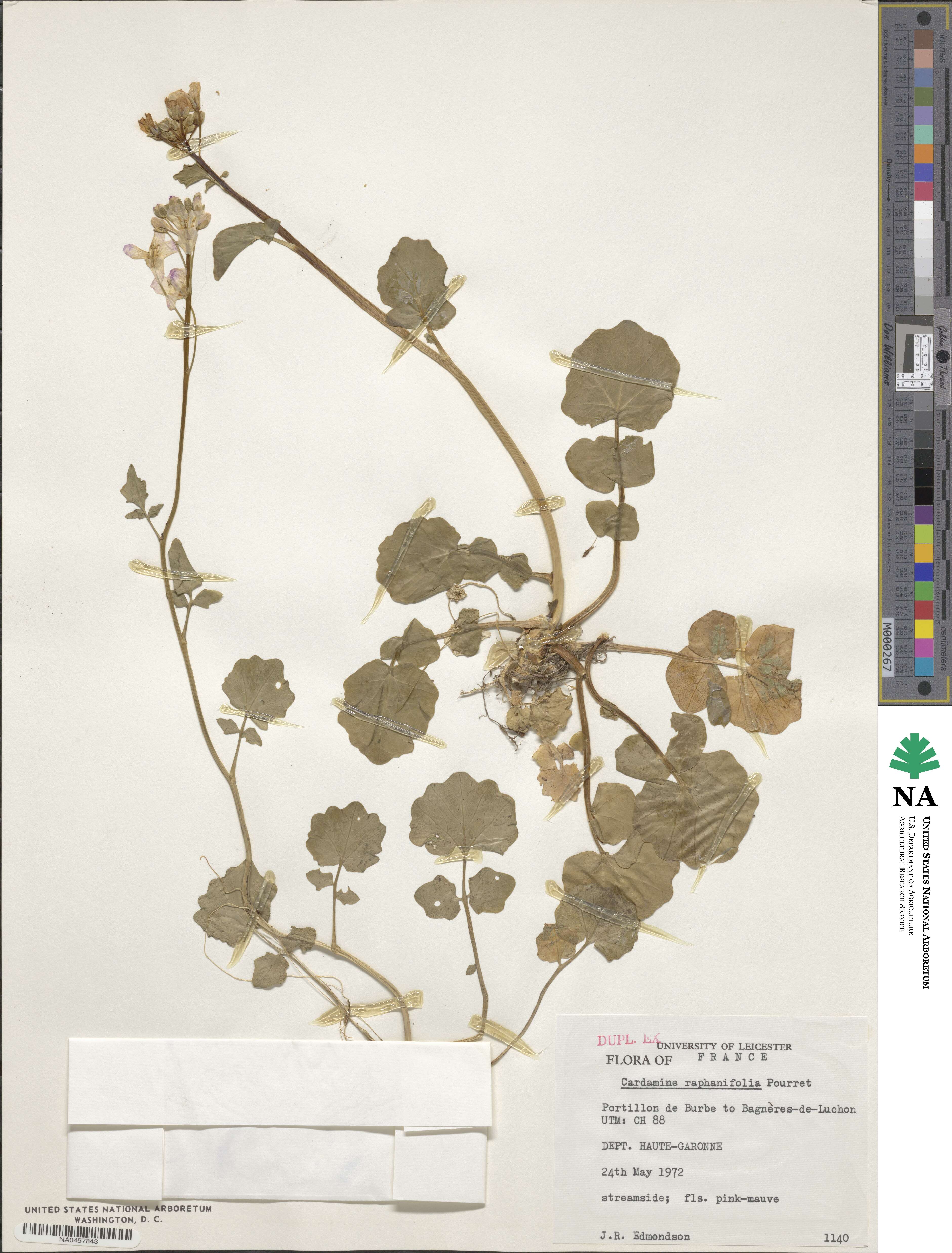 Cardamine raphanifolia image