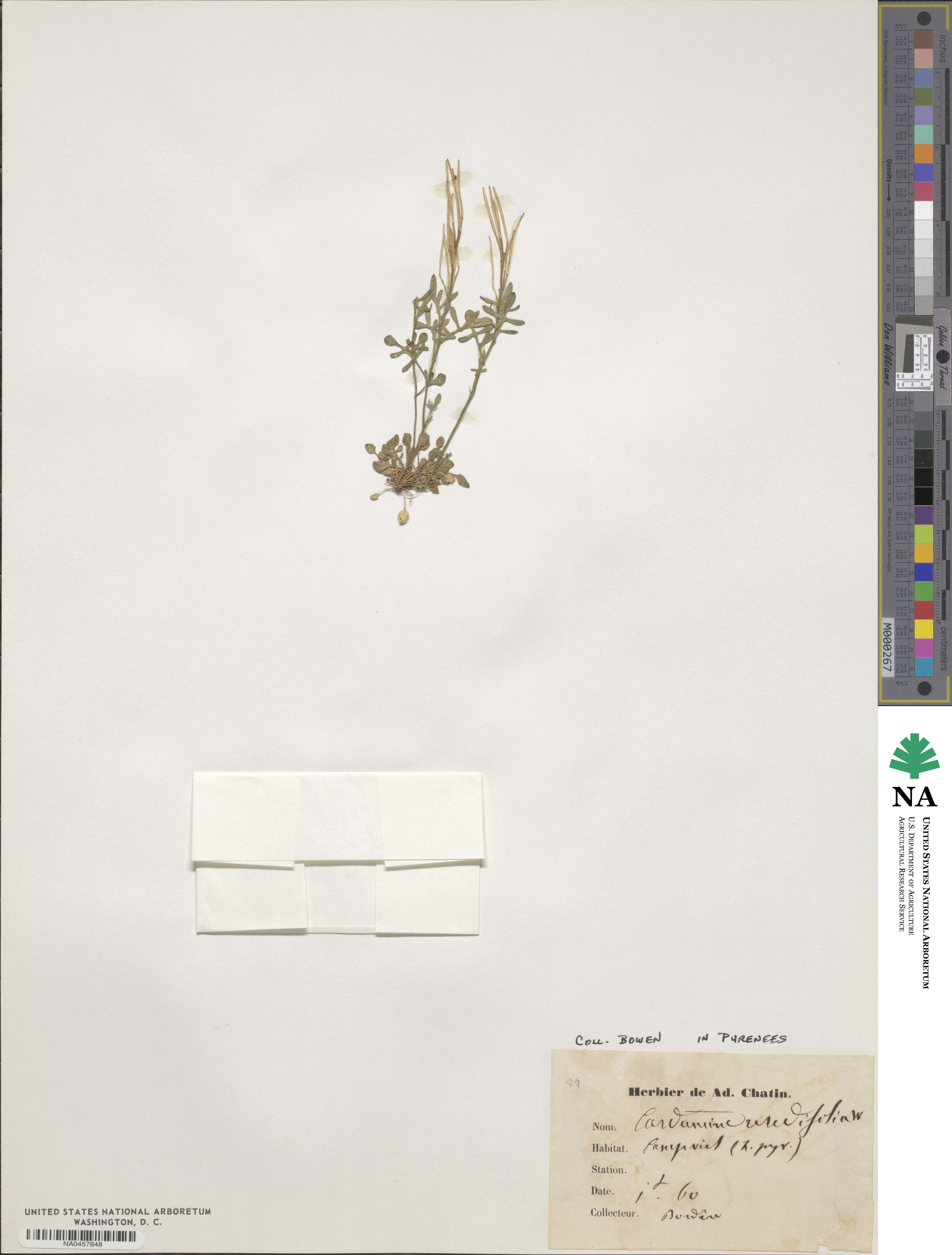 Cardamine resedifolia image