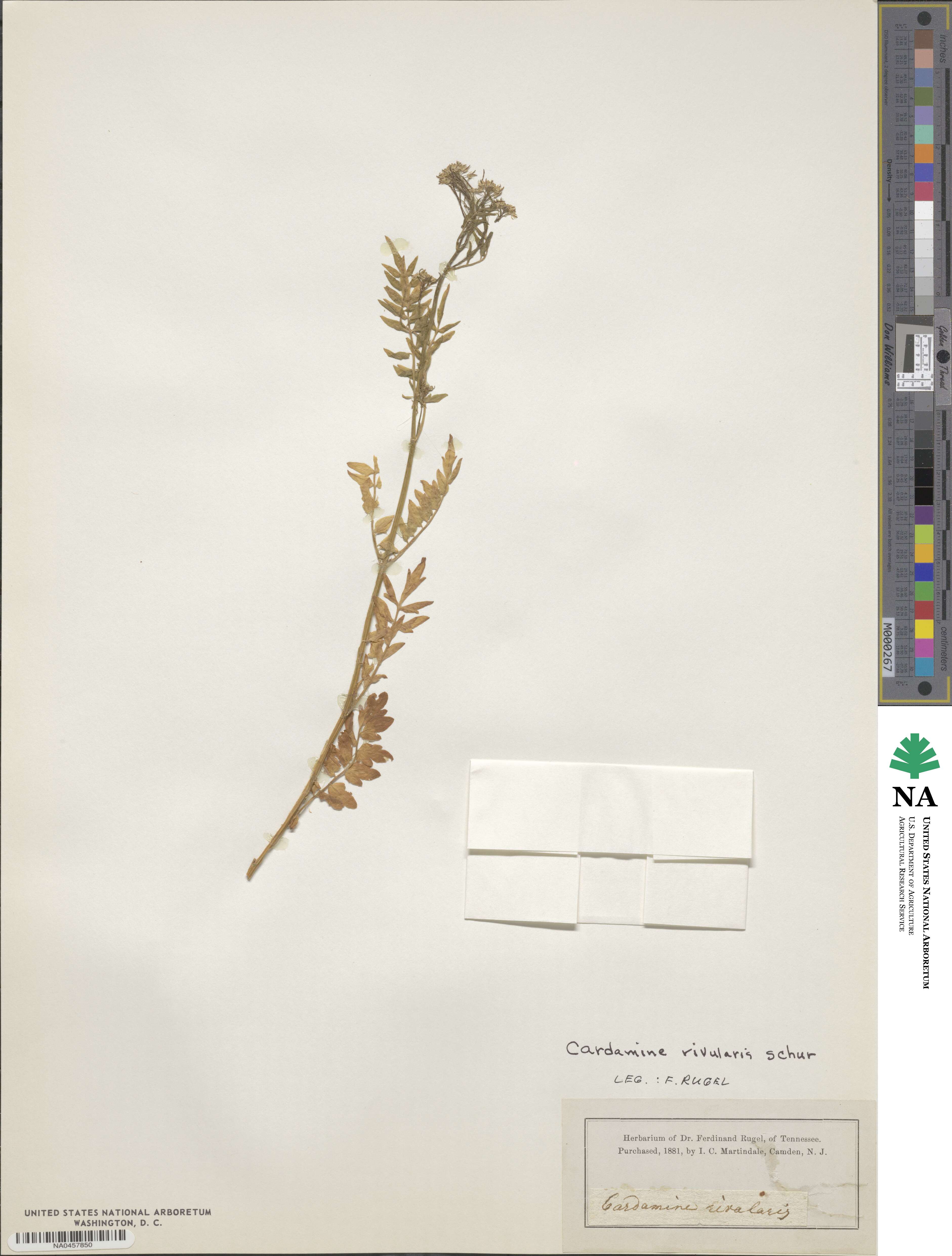 Cardamine rivularis image