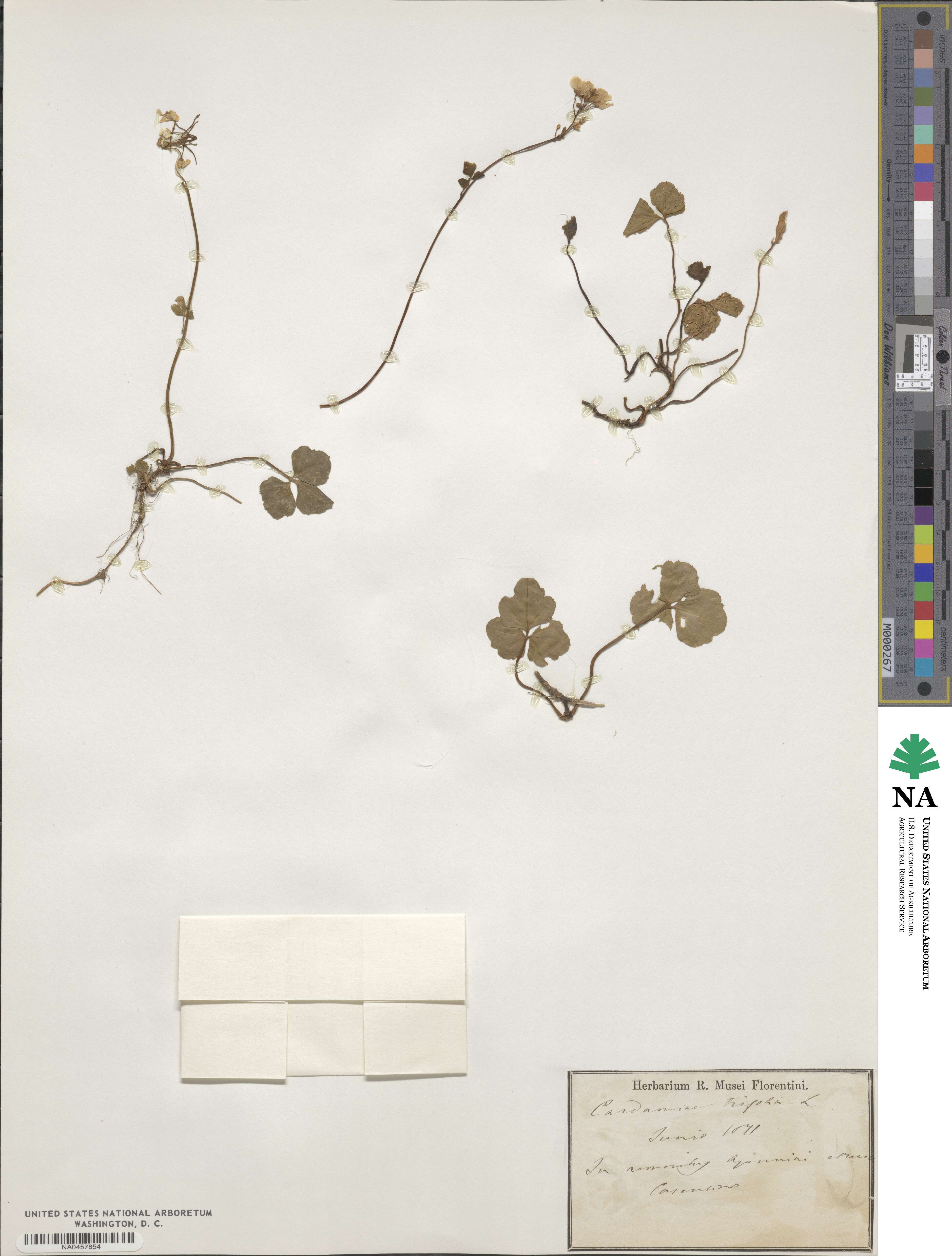 Cardamine trifolia image