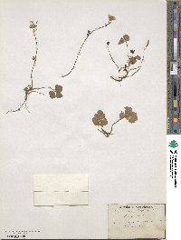 Cardamine trifolia image