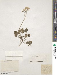 Cardamine trifolia image