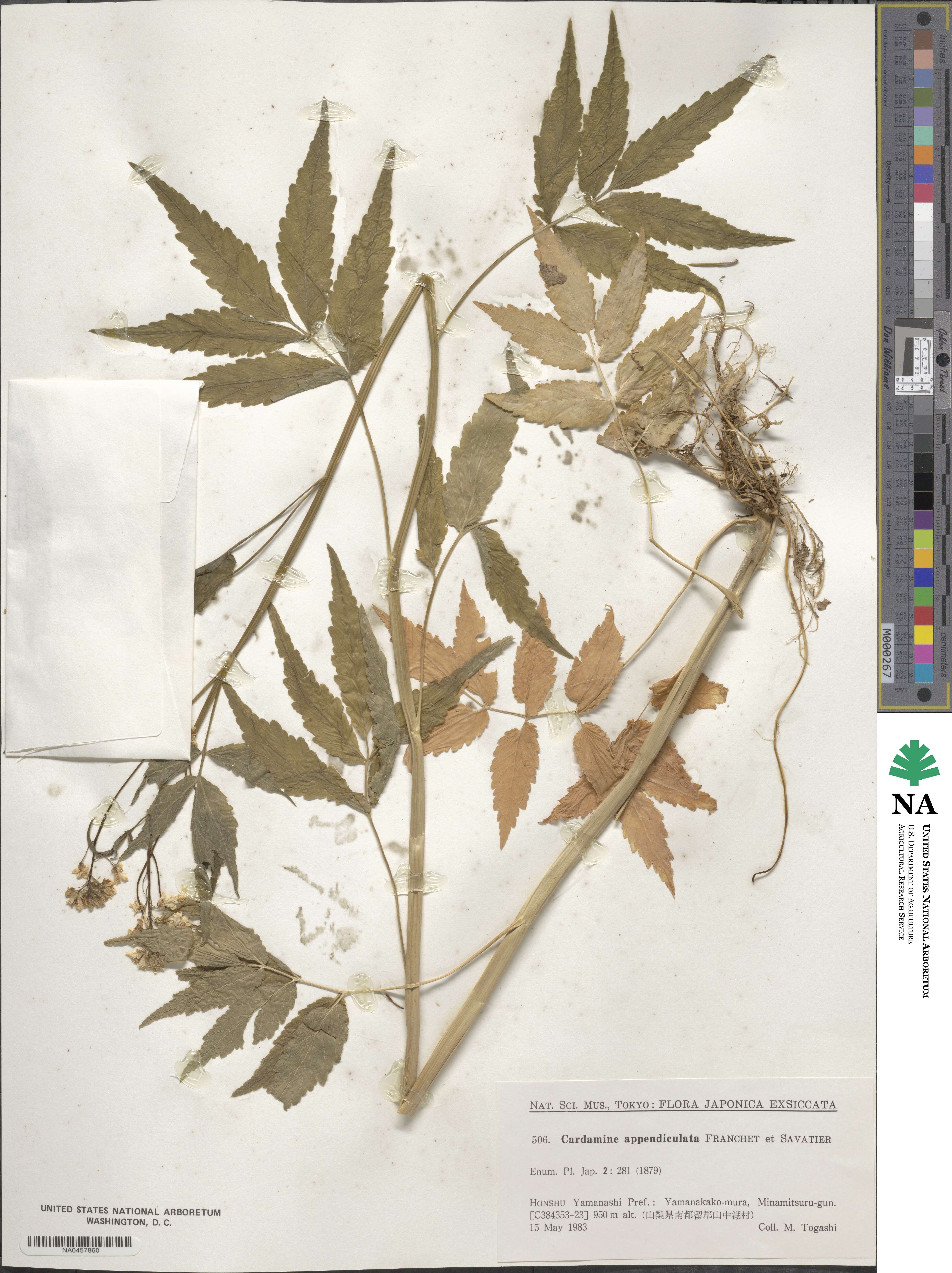 Cardamine appendiculata image