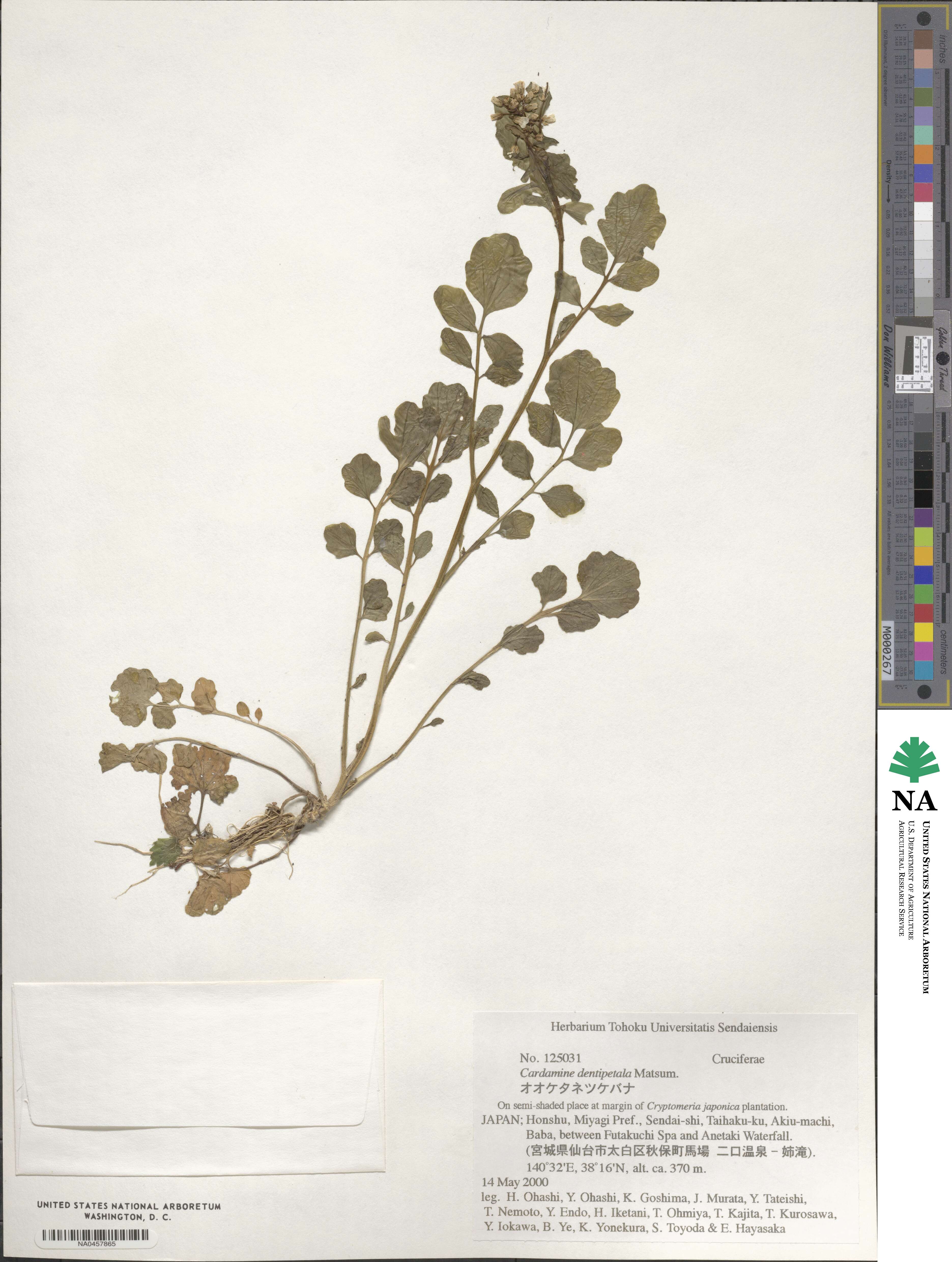 Cardamine scutata image