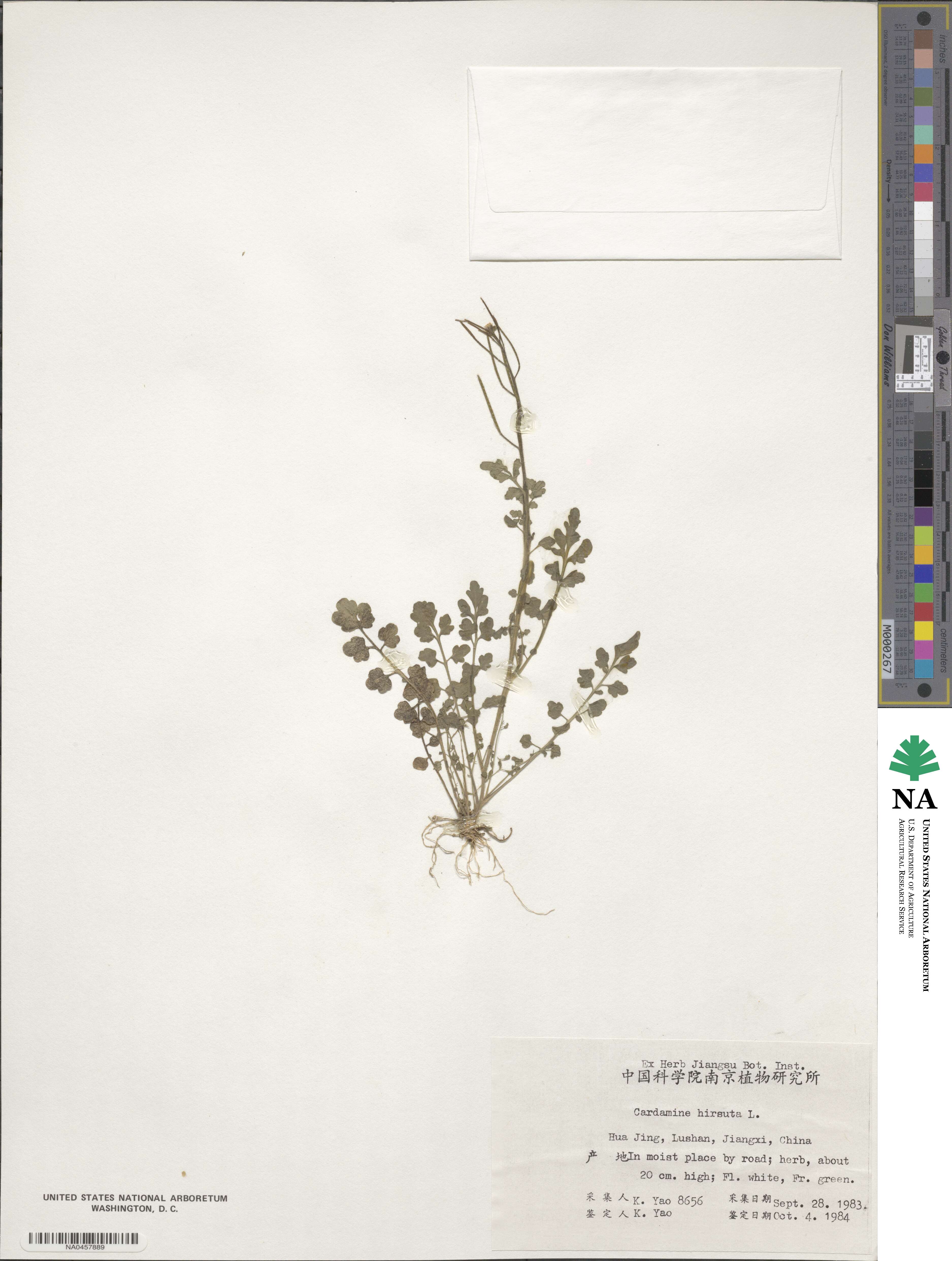 Cardamine hirsuta image