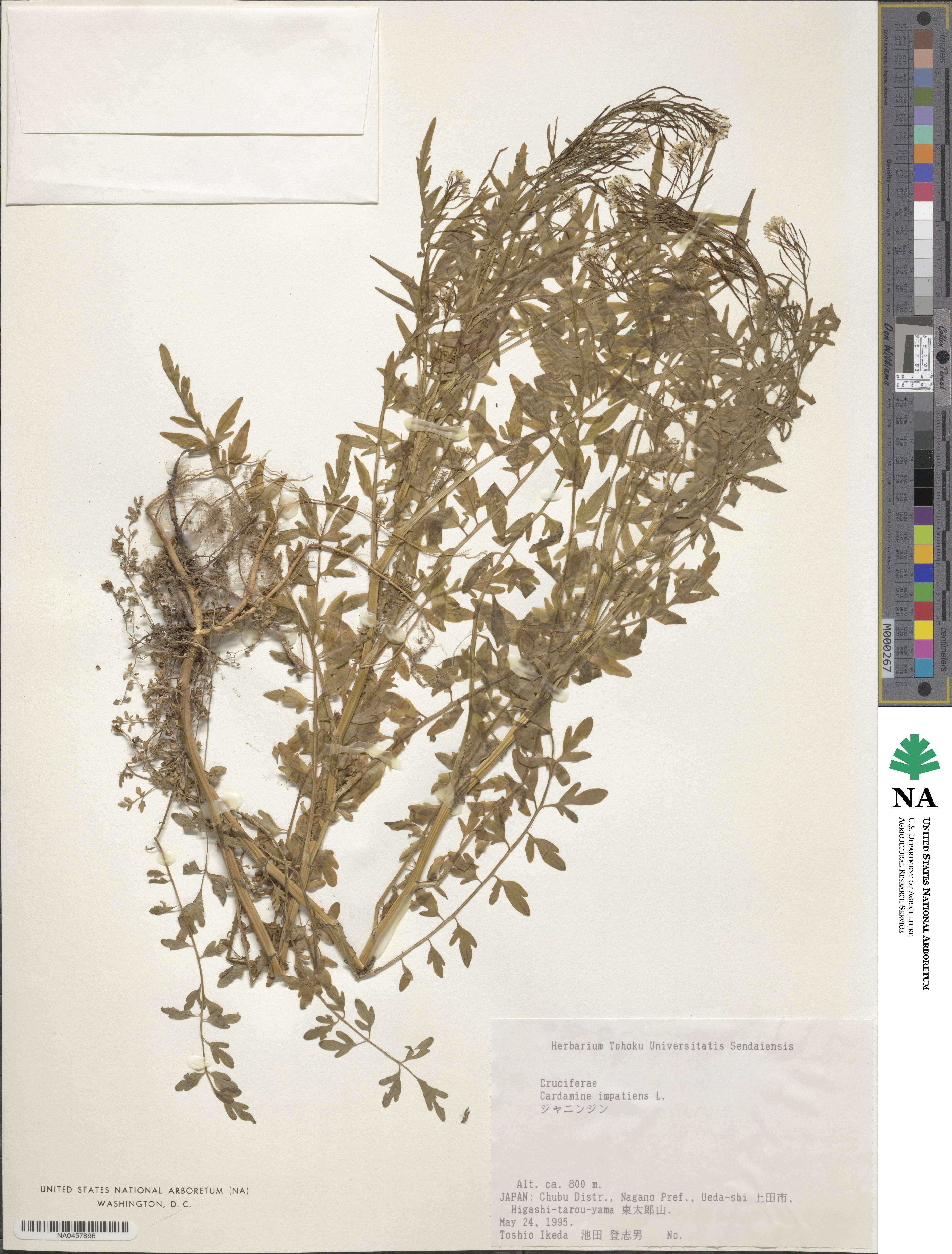 Cardamine impatiens image