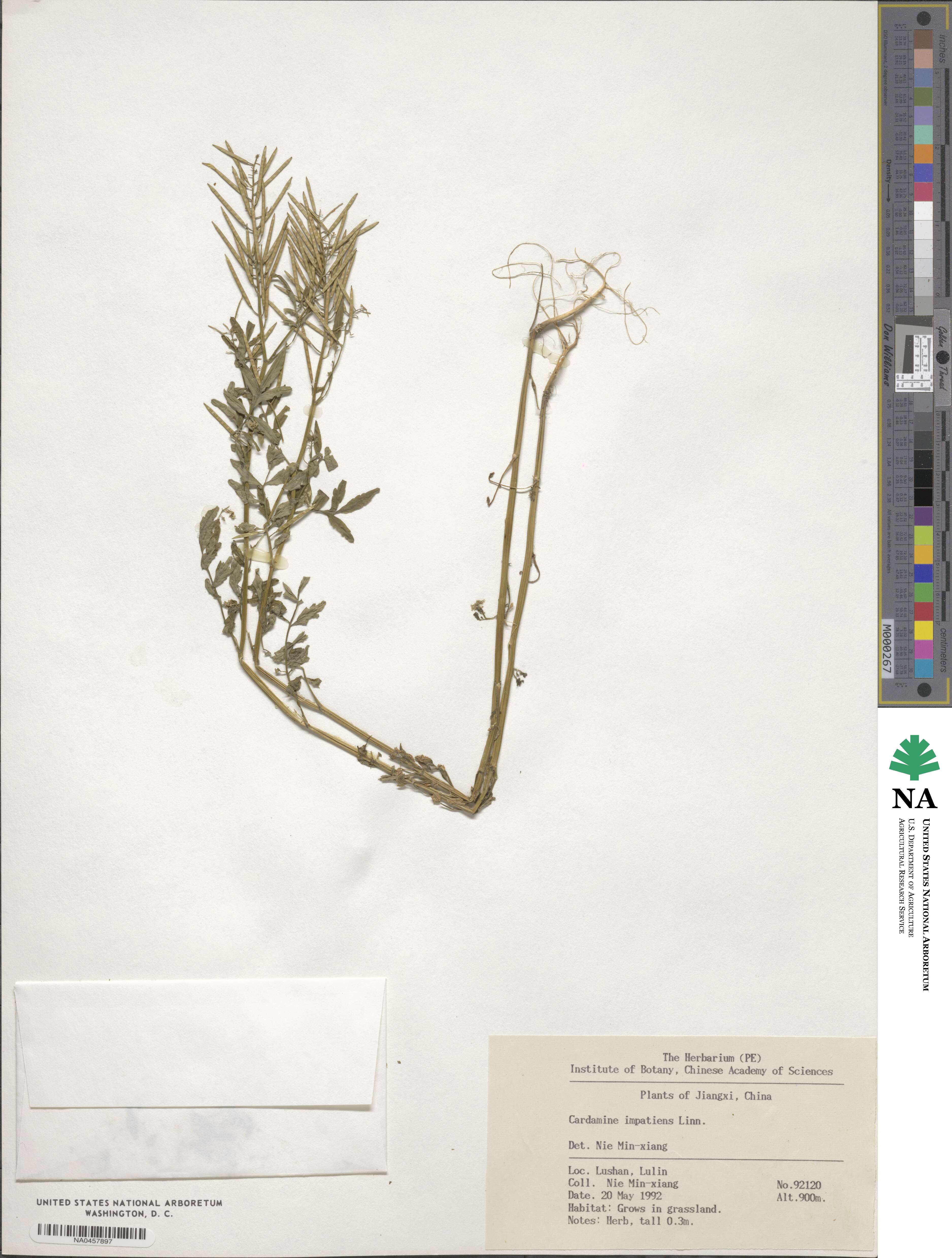 Cardamine impatiens image