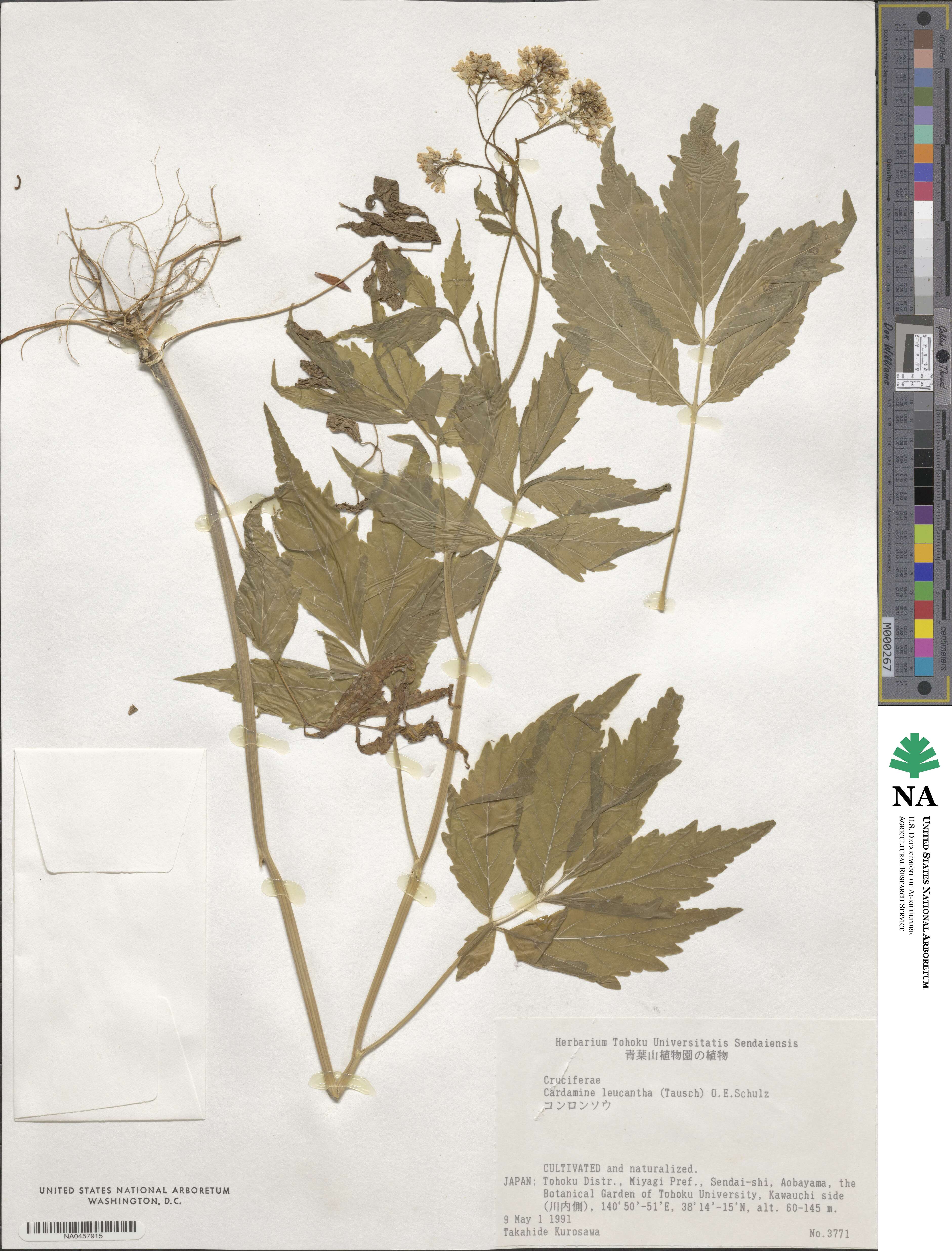 Cardamine image