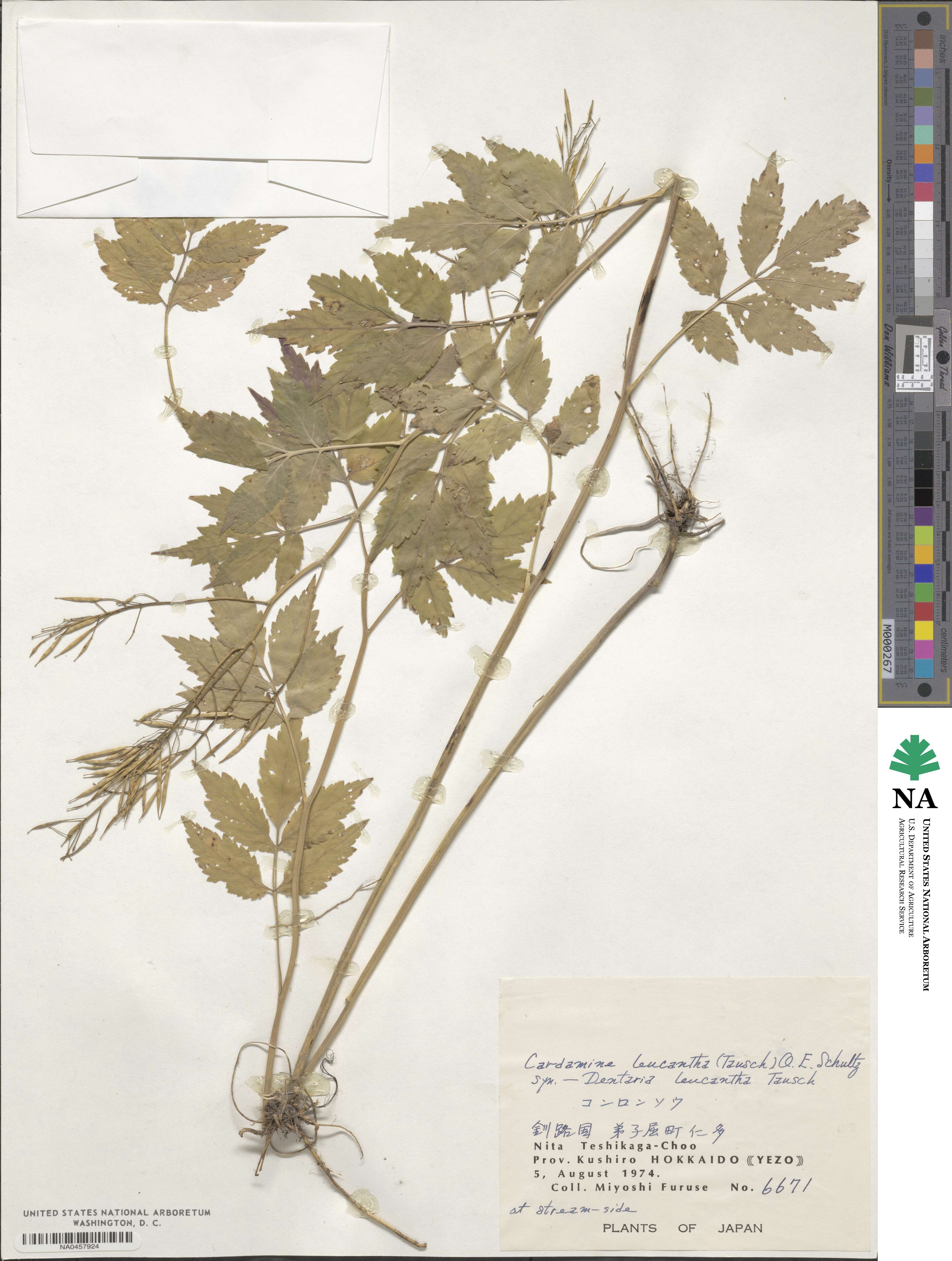 Cardamine leucantha image