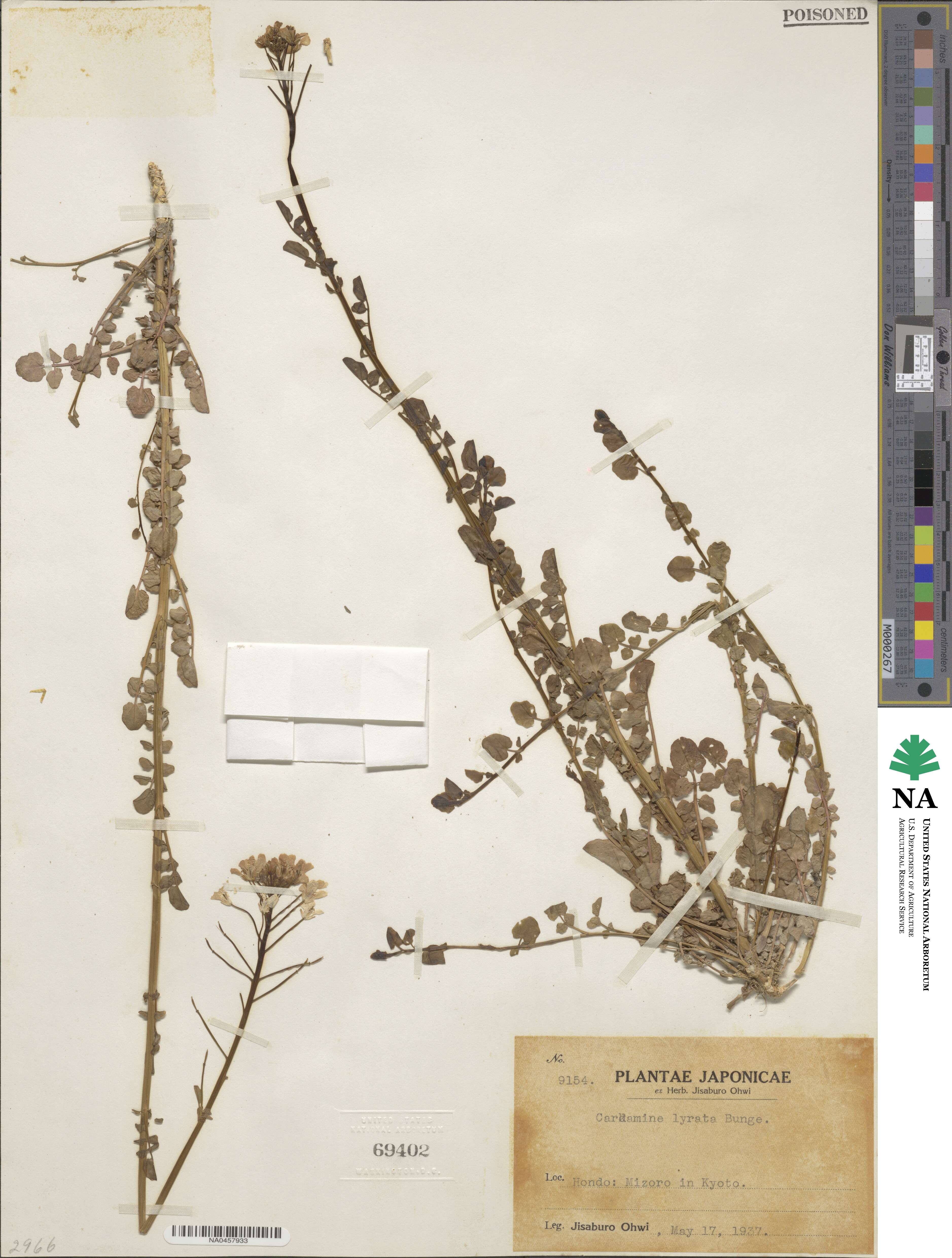 Cardamine lyrata image