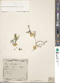 Cardamine pratensis image