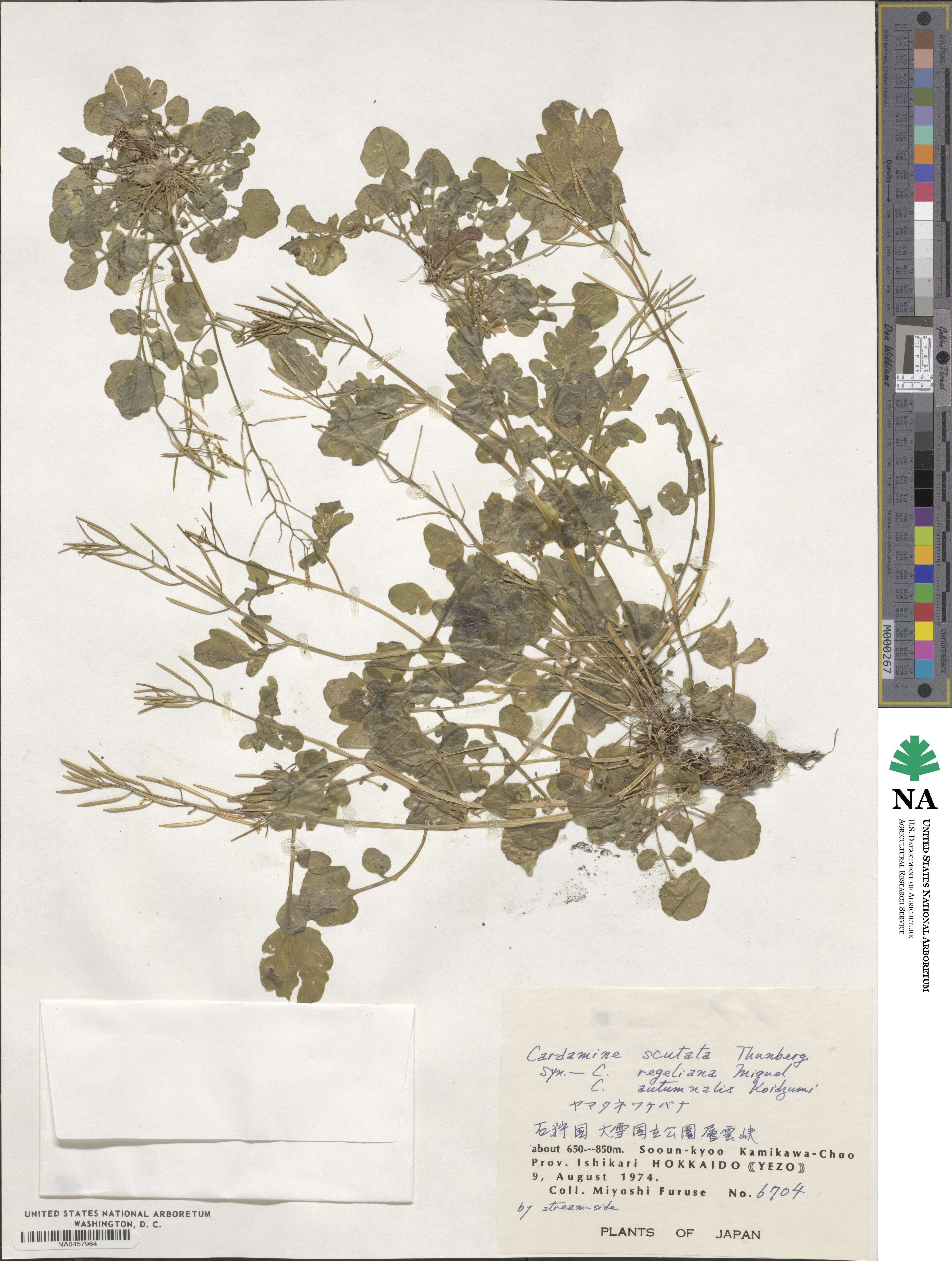 Cardamine scutata image