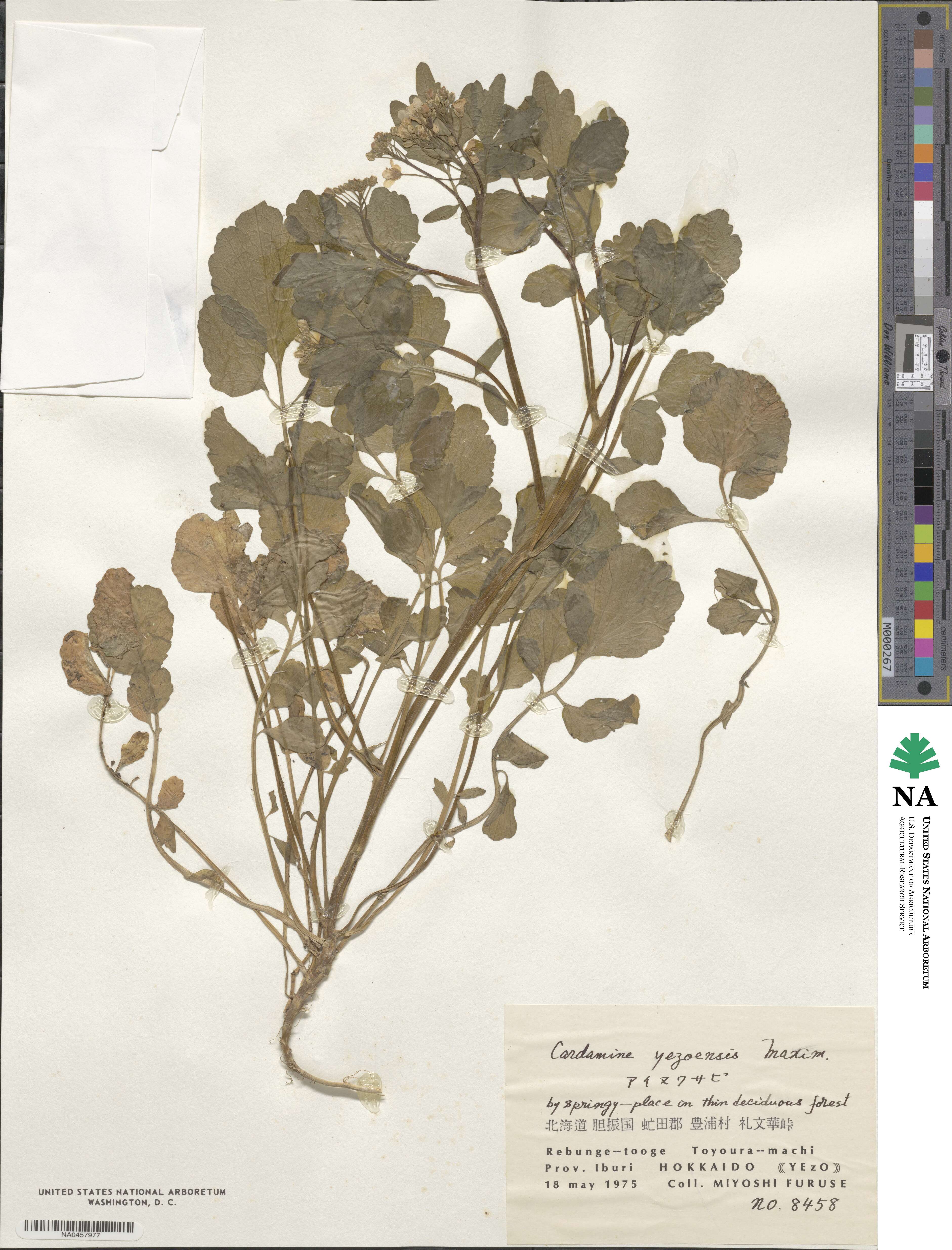 Cardamine yezoensis image