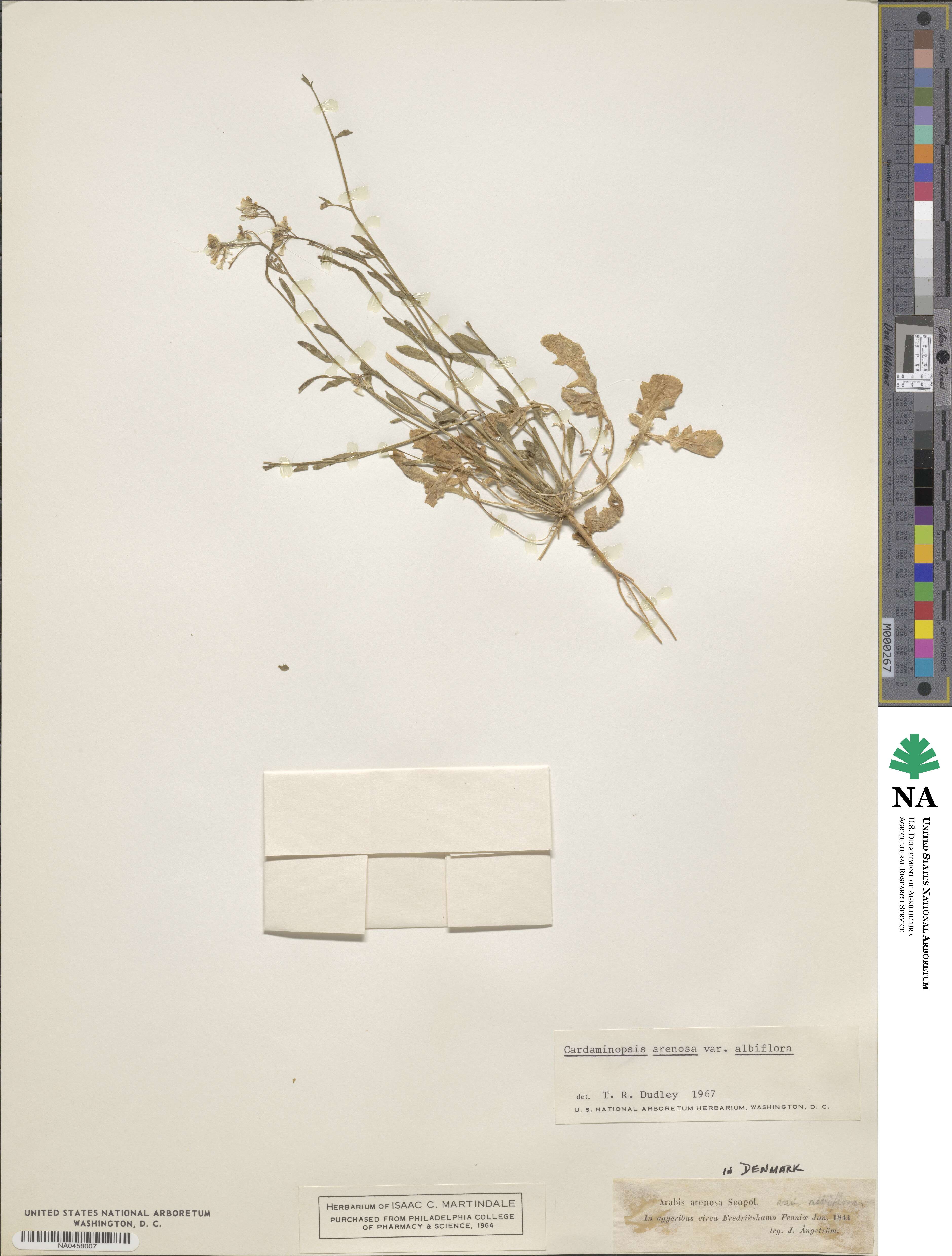 Arabidopsis arenosa image