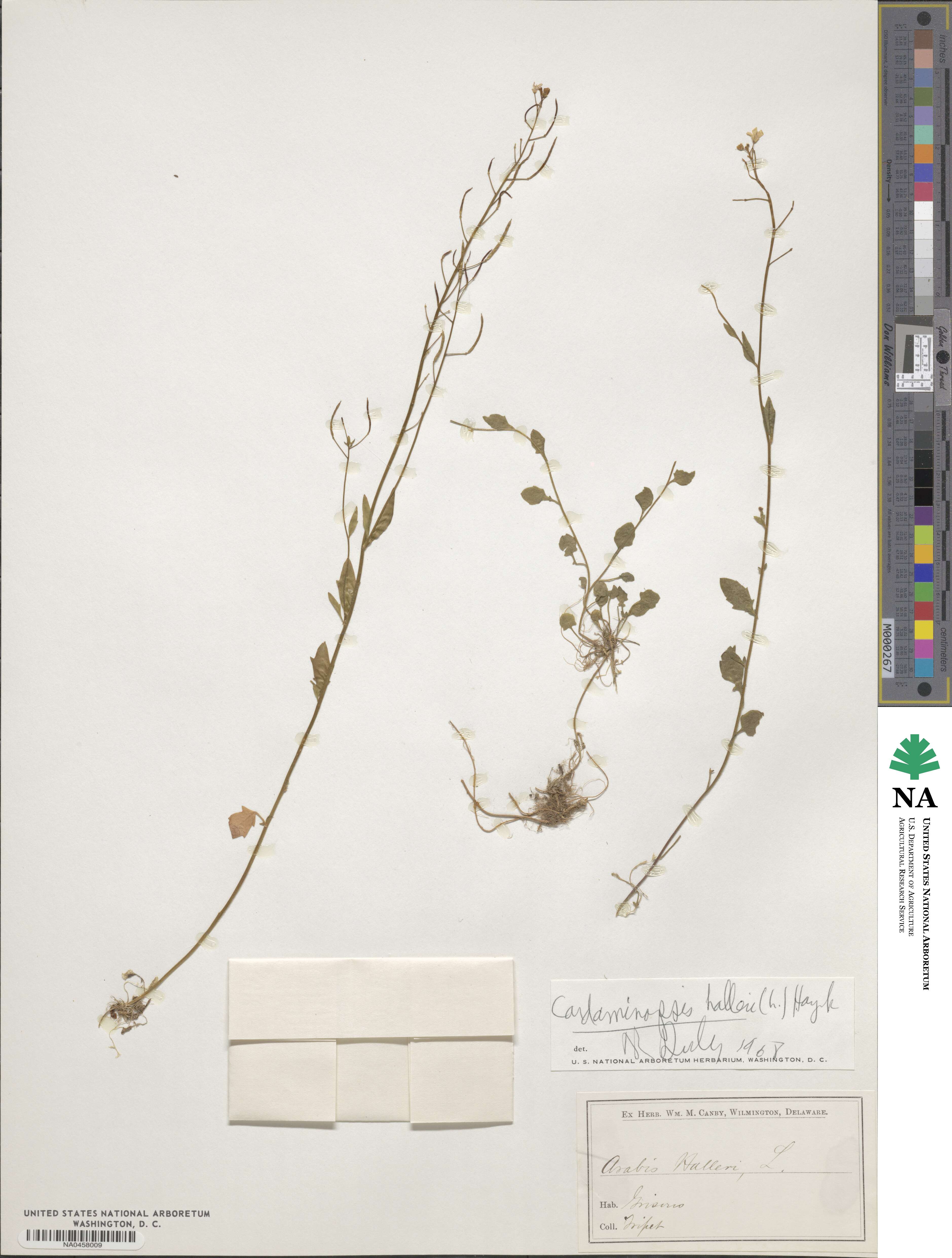 Cardaminopsis halleri image