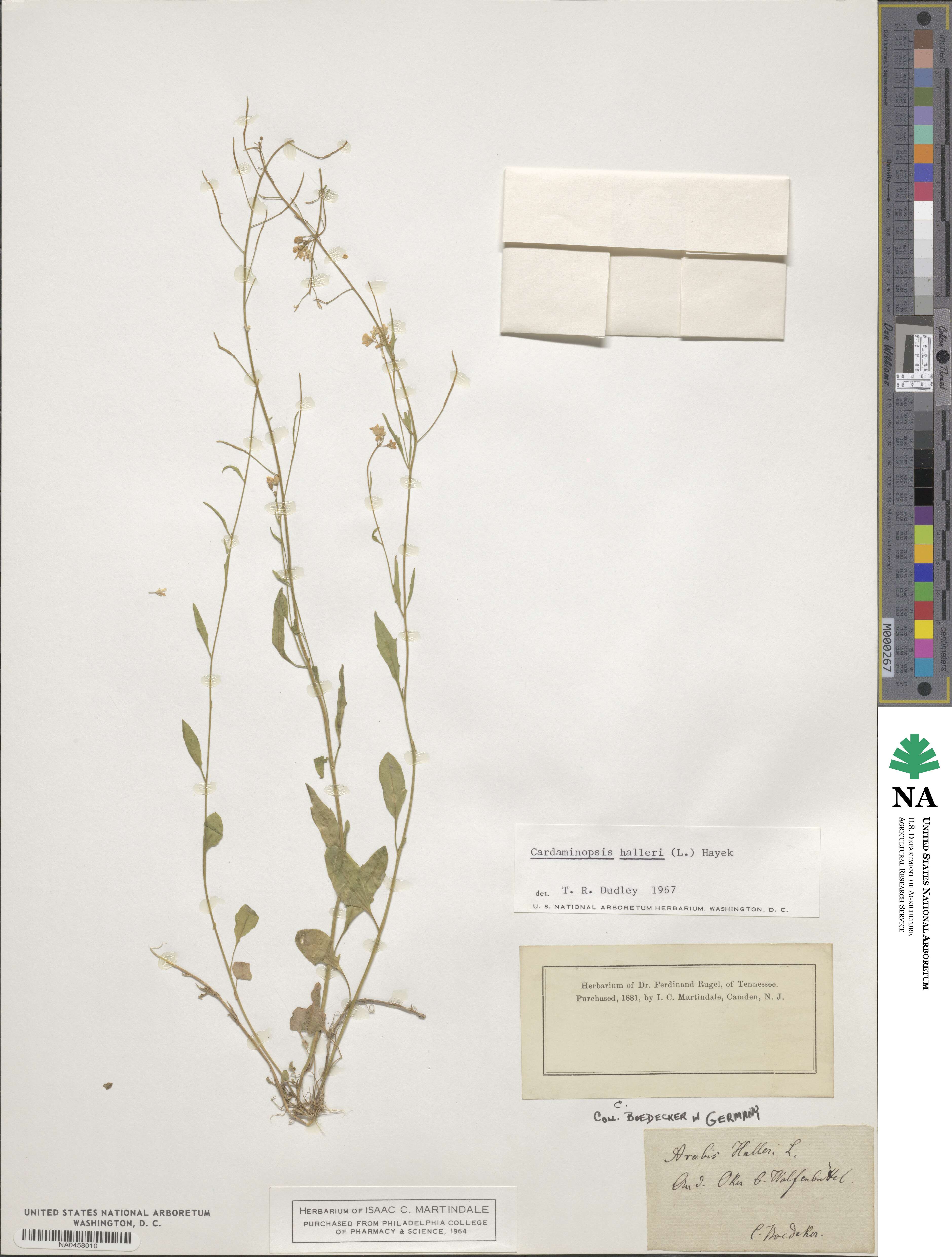 Cardaminopsis image