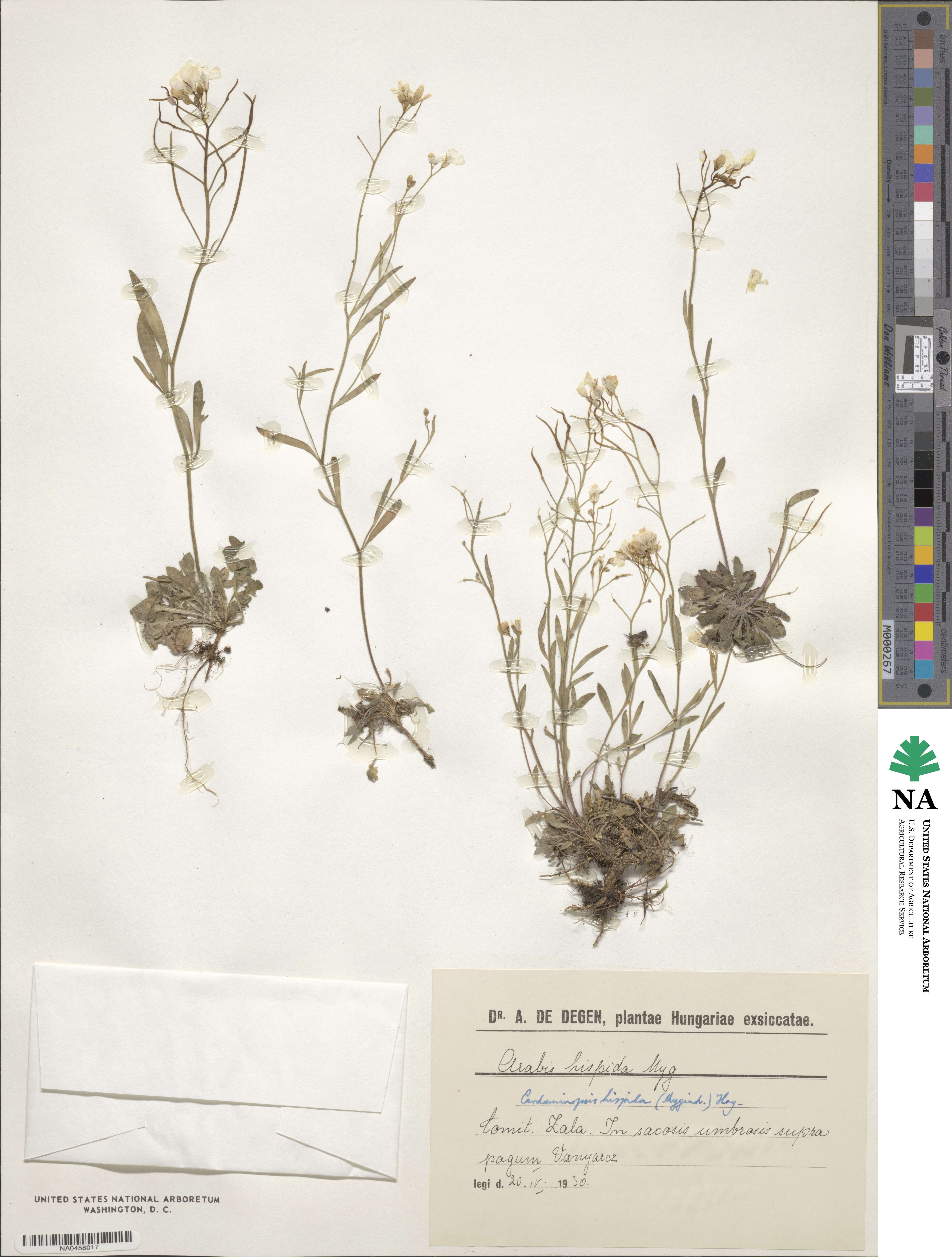 Cardaminopsis hispida image