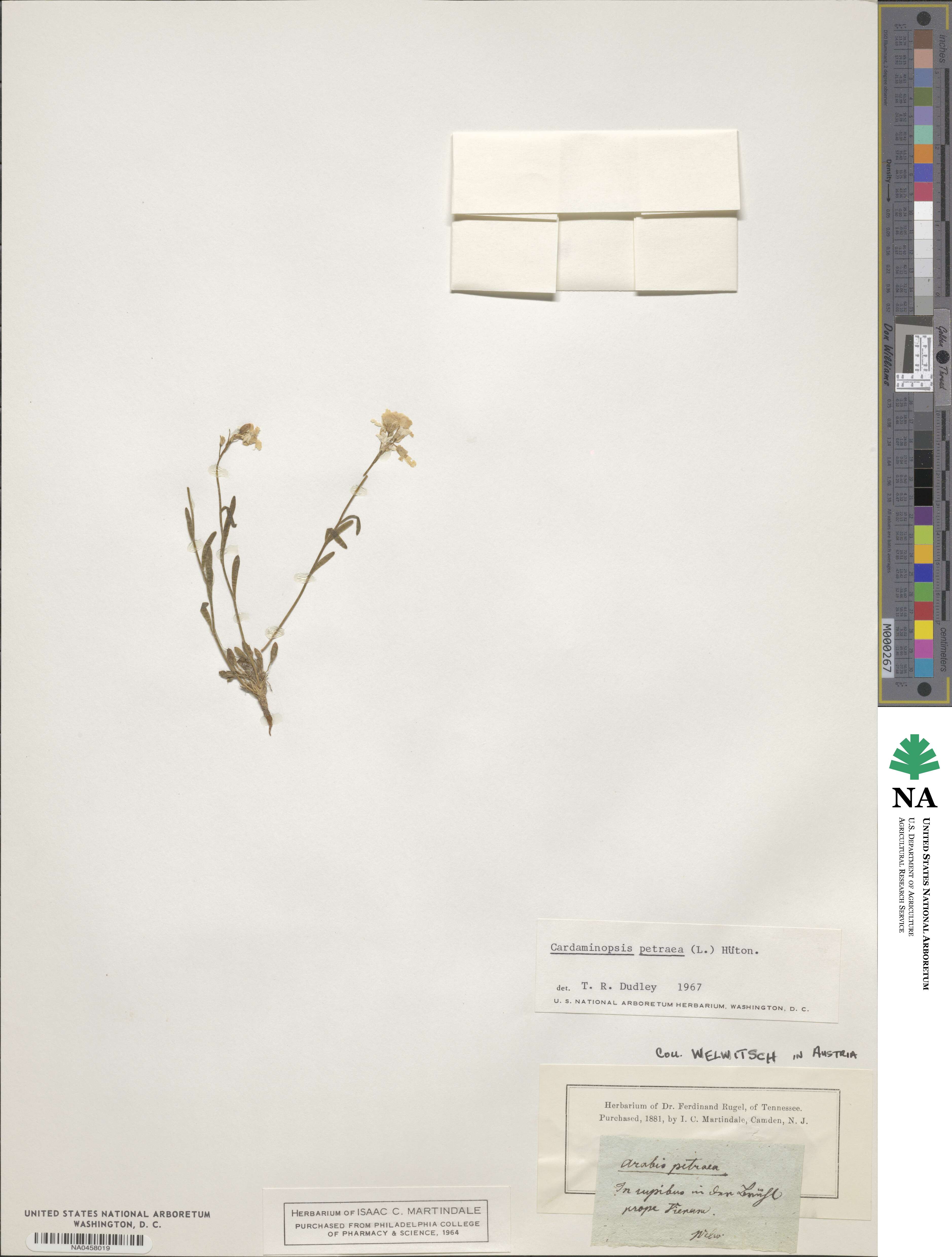 Cardaminopsis petraea image