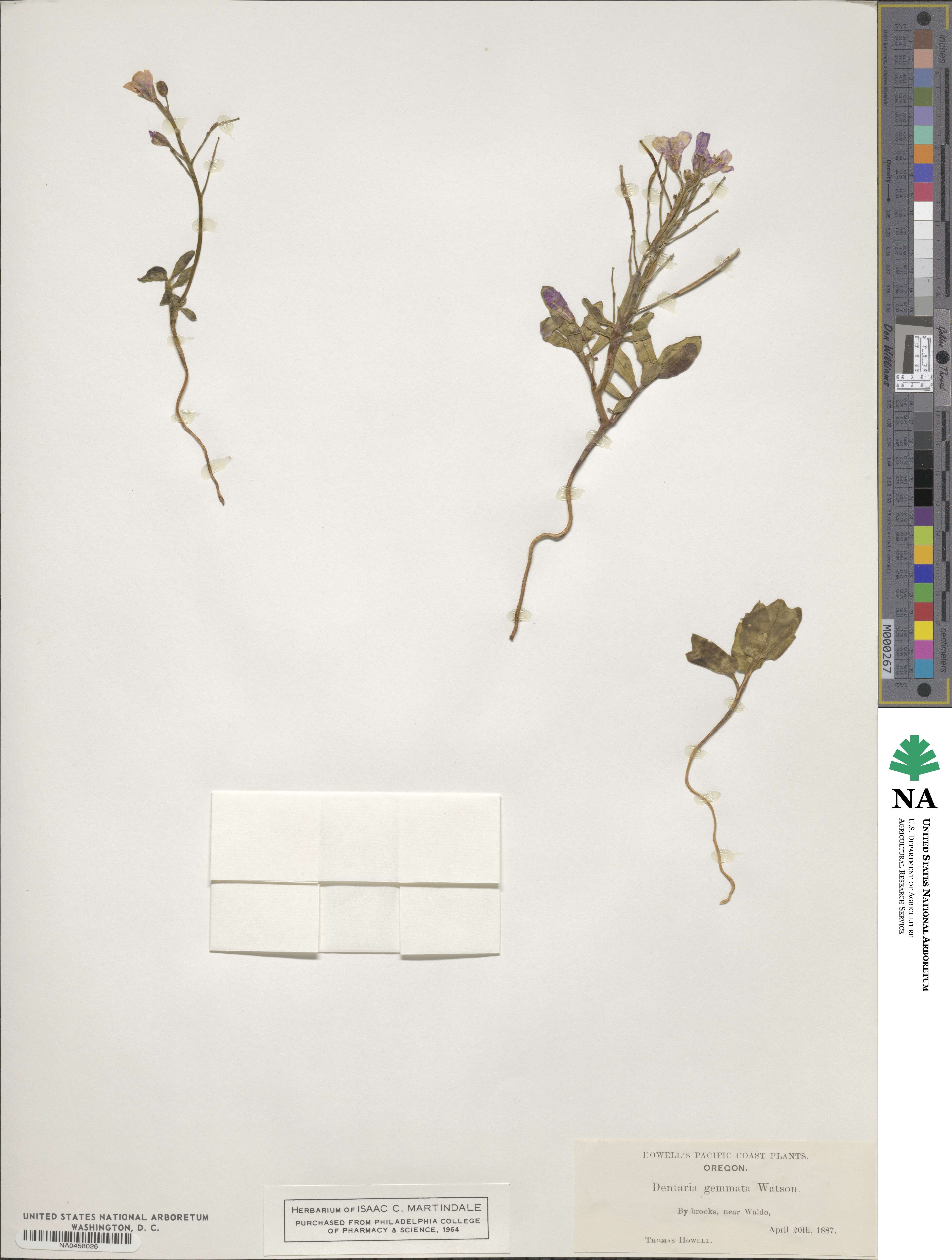 Cardamine nuttallii image