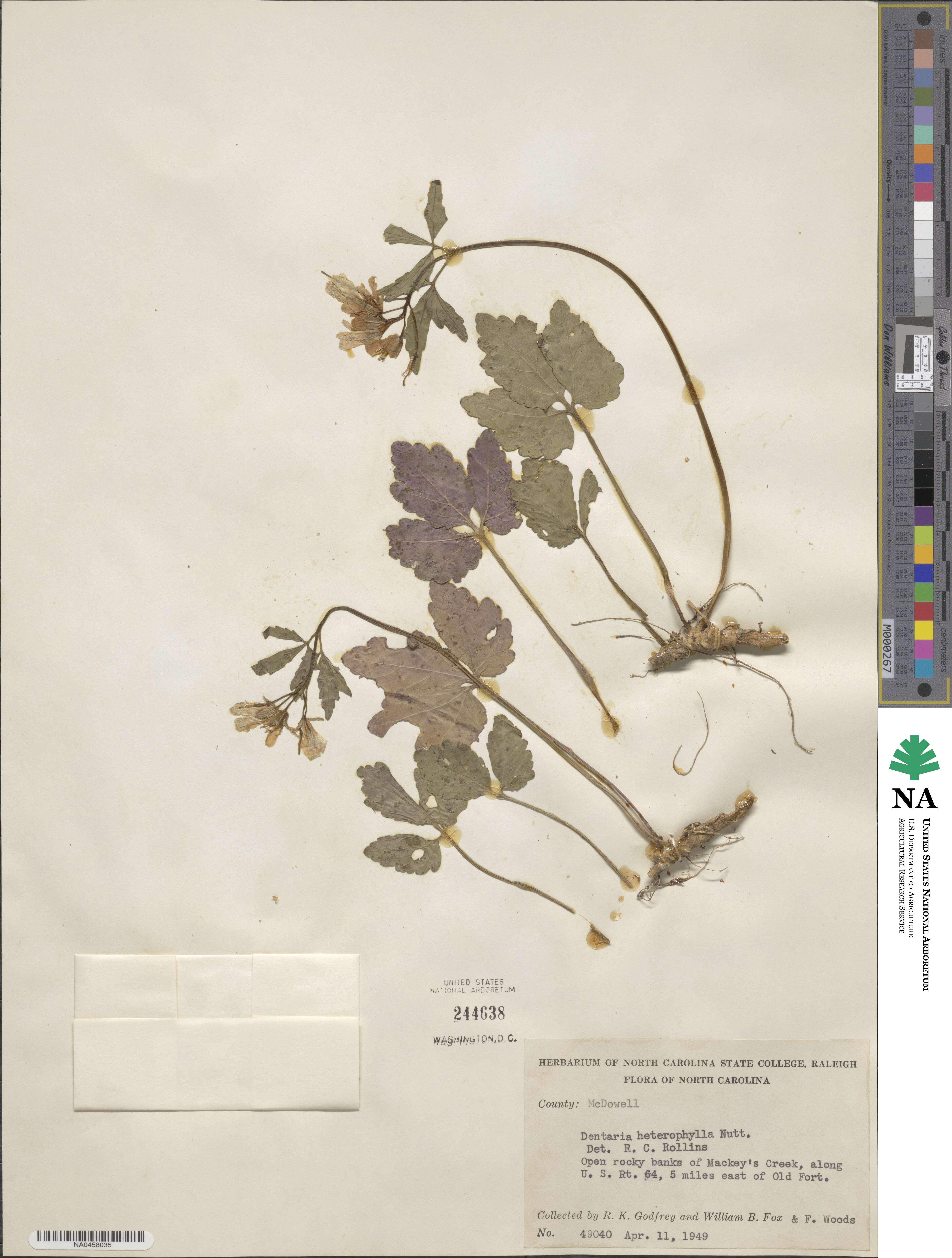 Cardamine angustata image