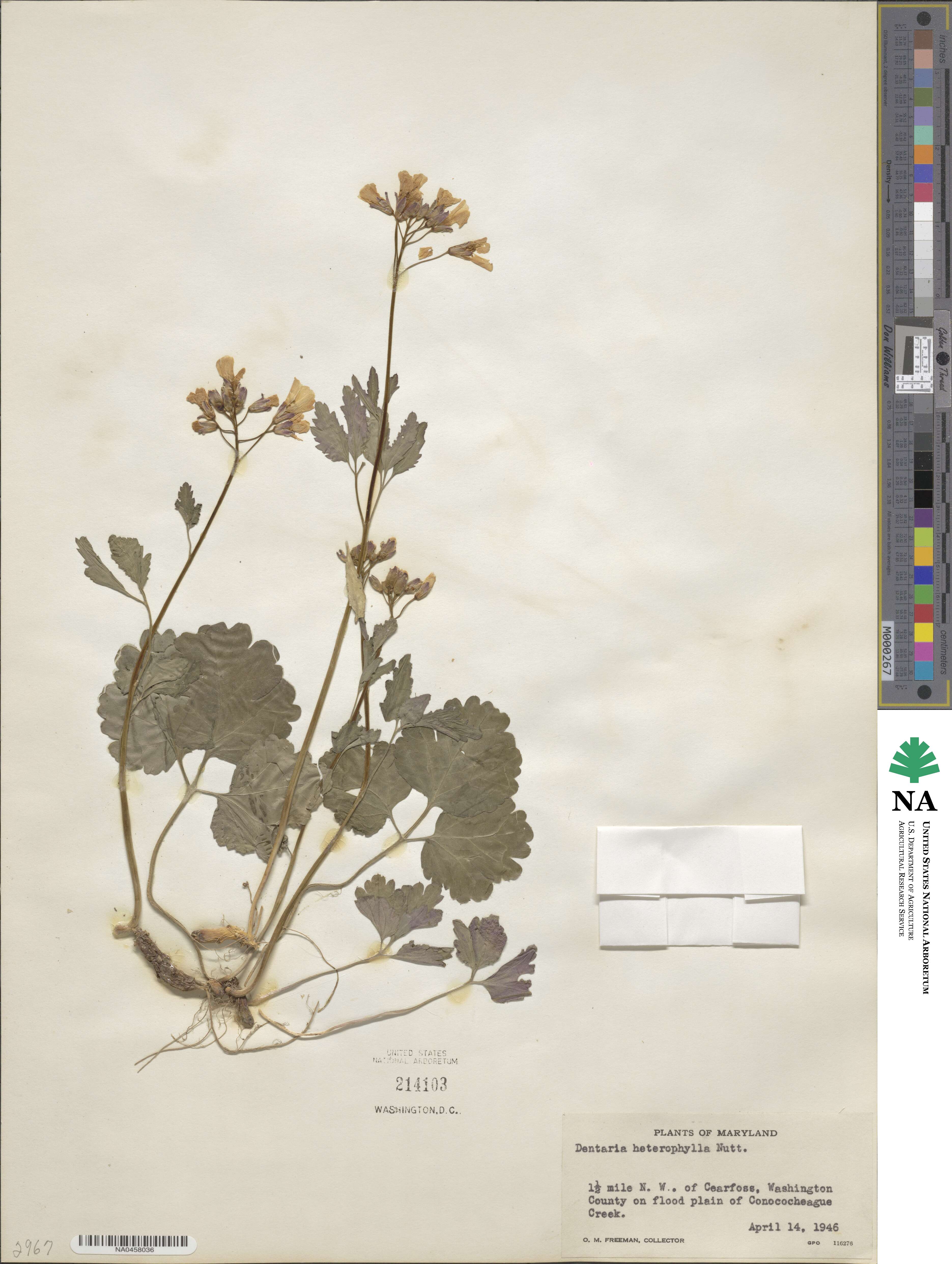 Cardamine angustata image