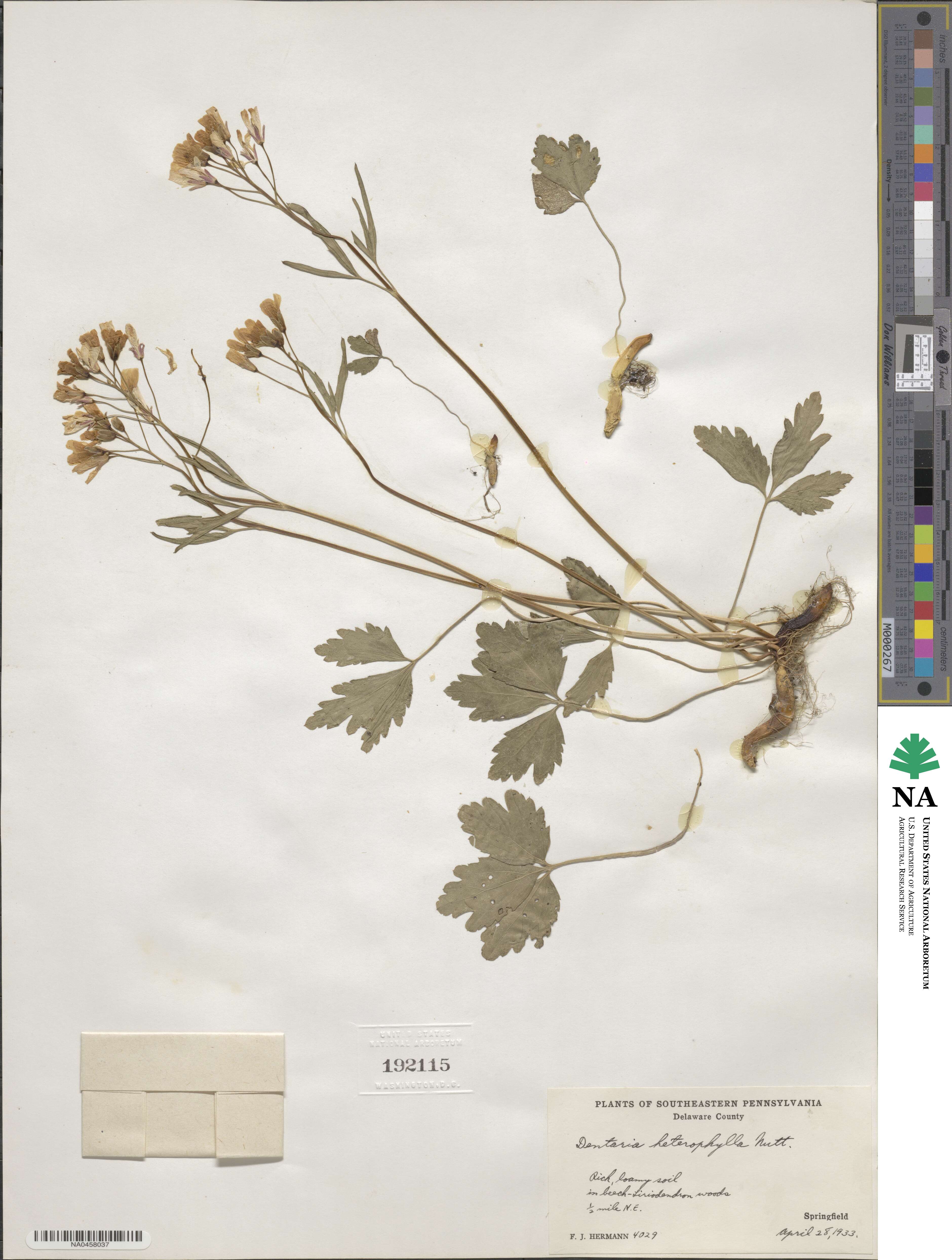 Cardamine angustata image