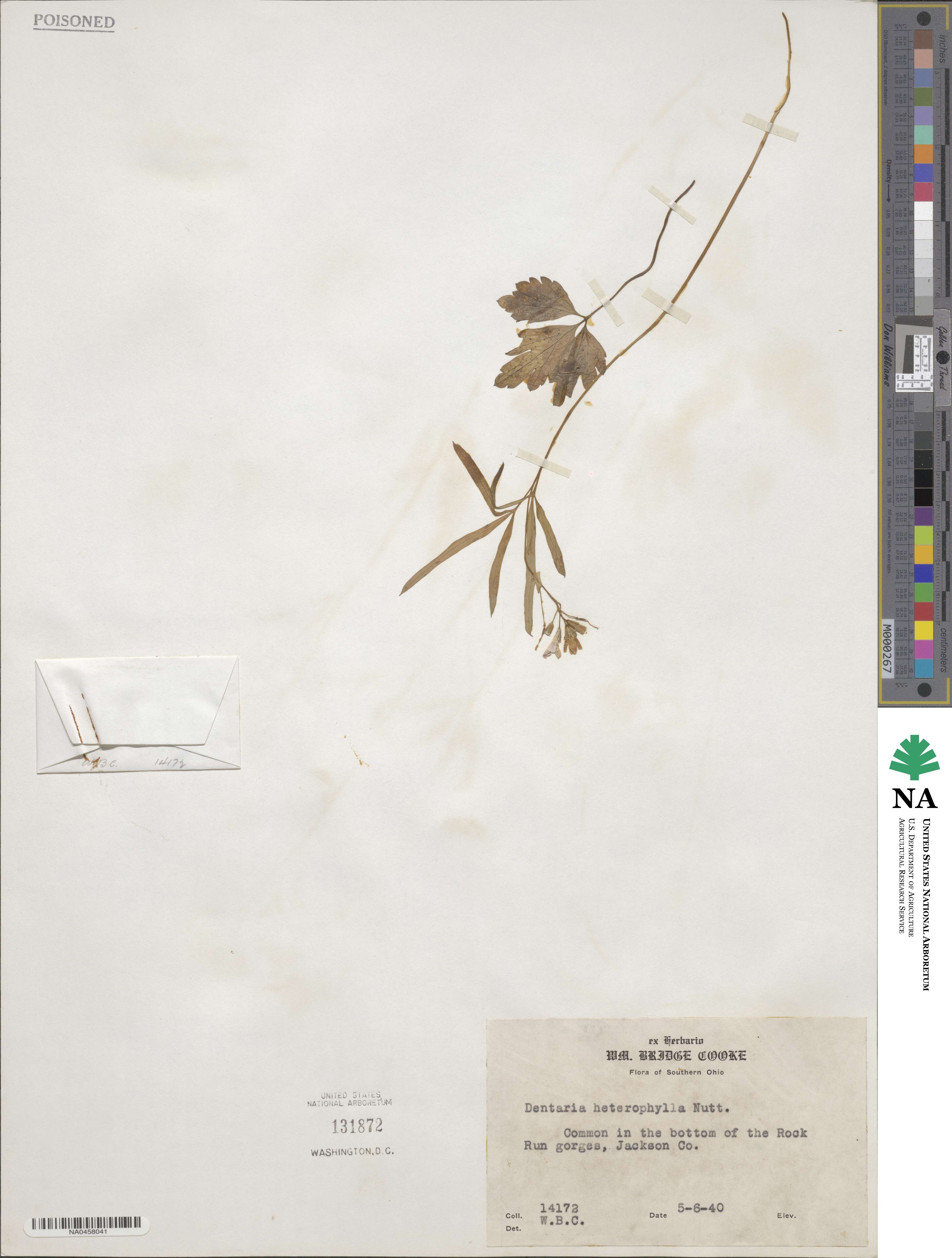 Cardamine angustata image