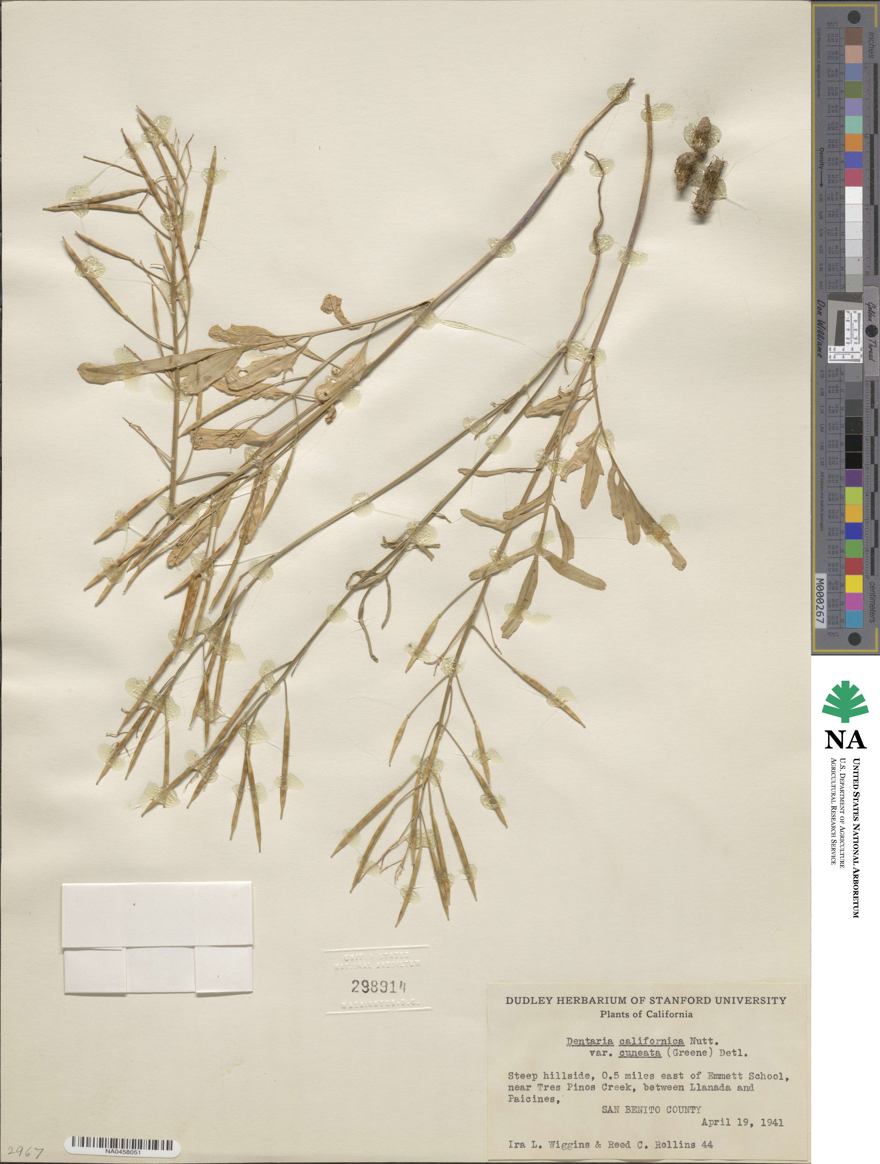 Cardamine californica image