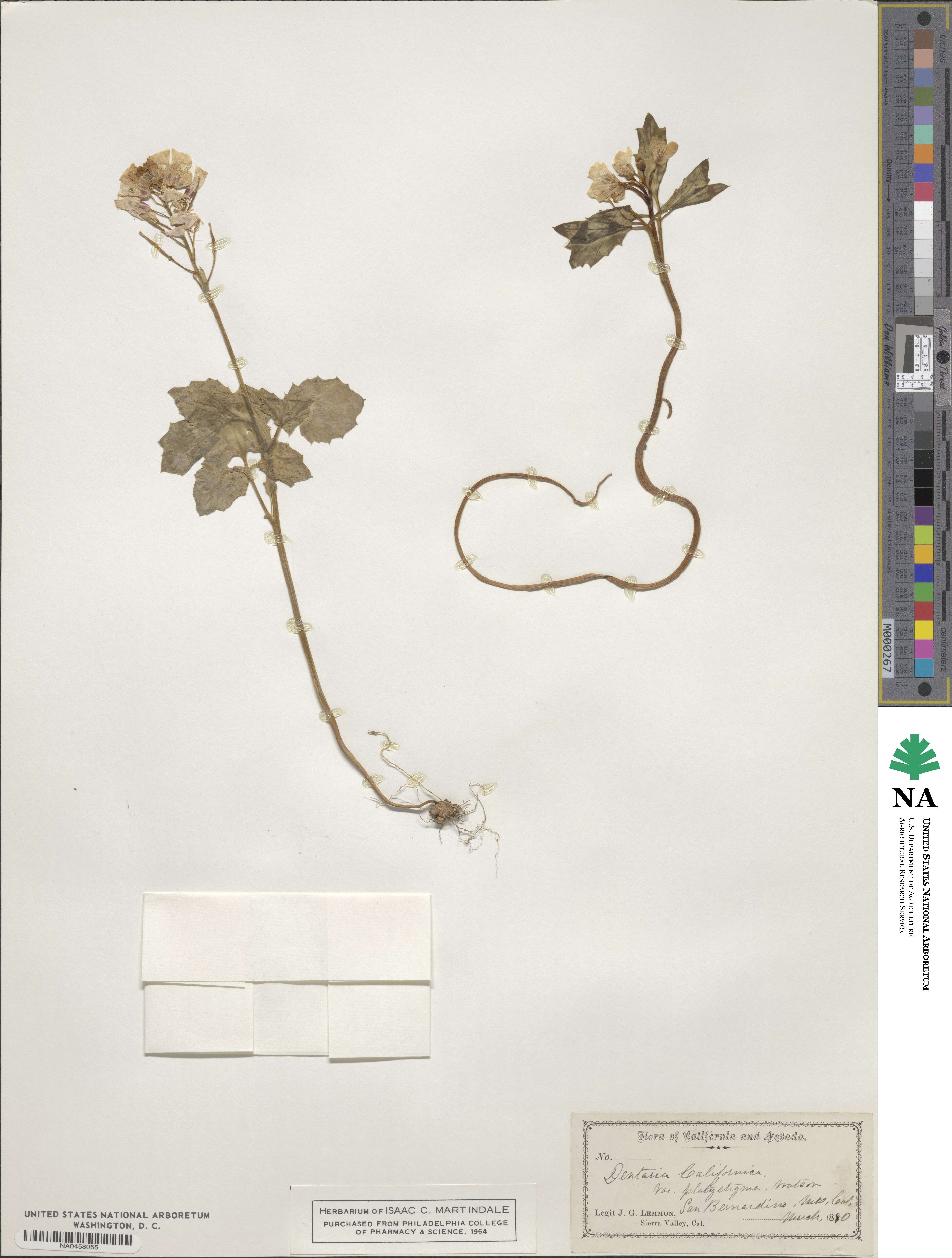 Cardamine pachystigma image