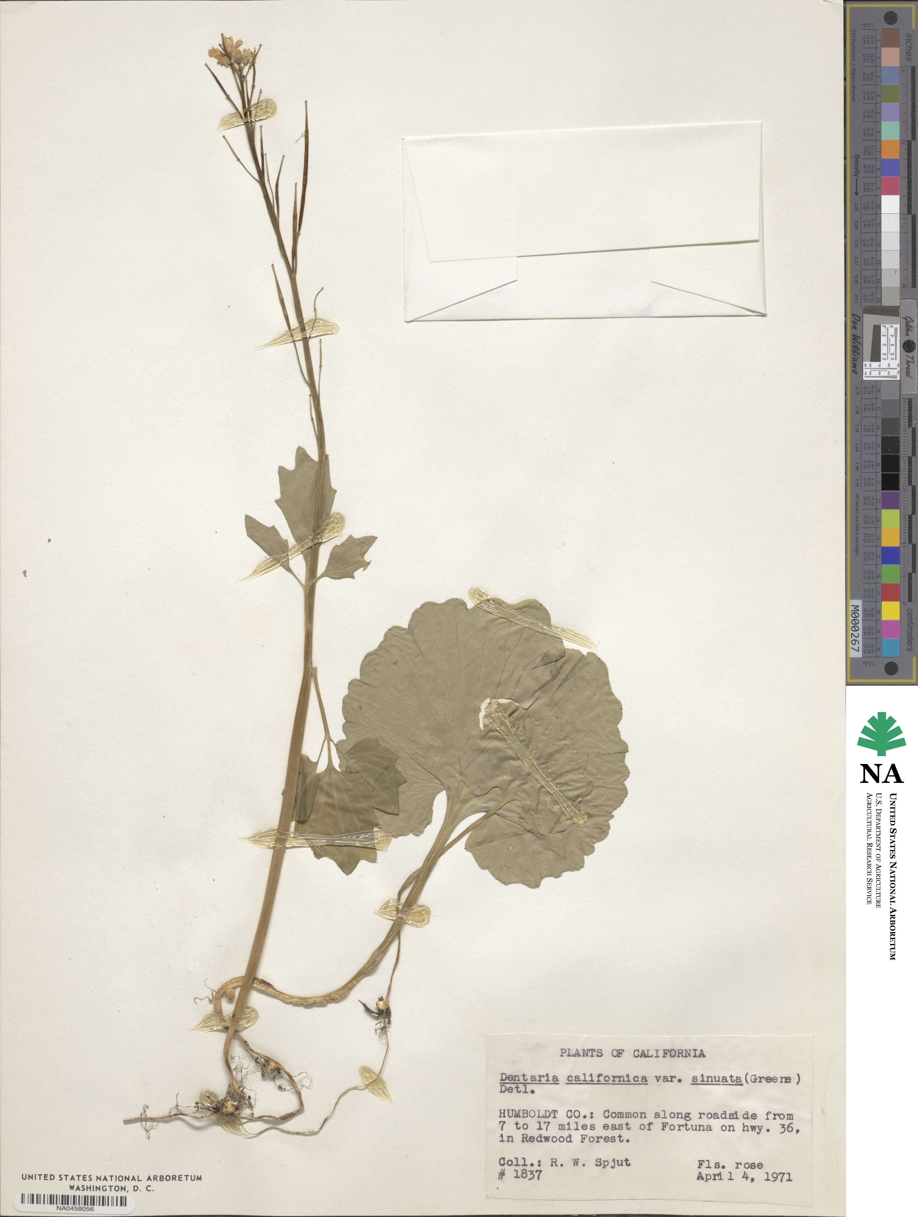 Cardamine californica image