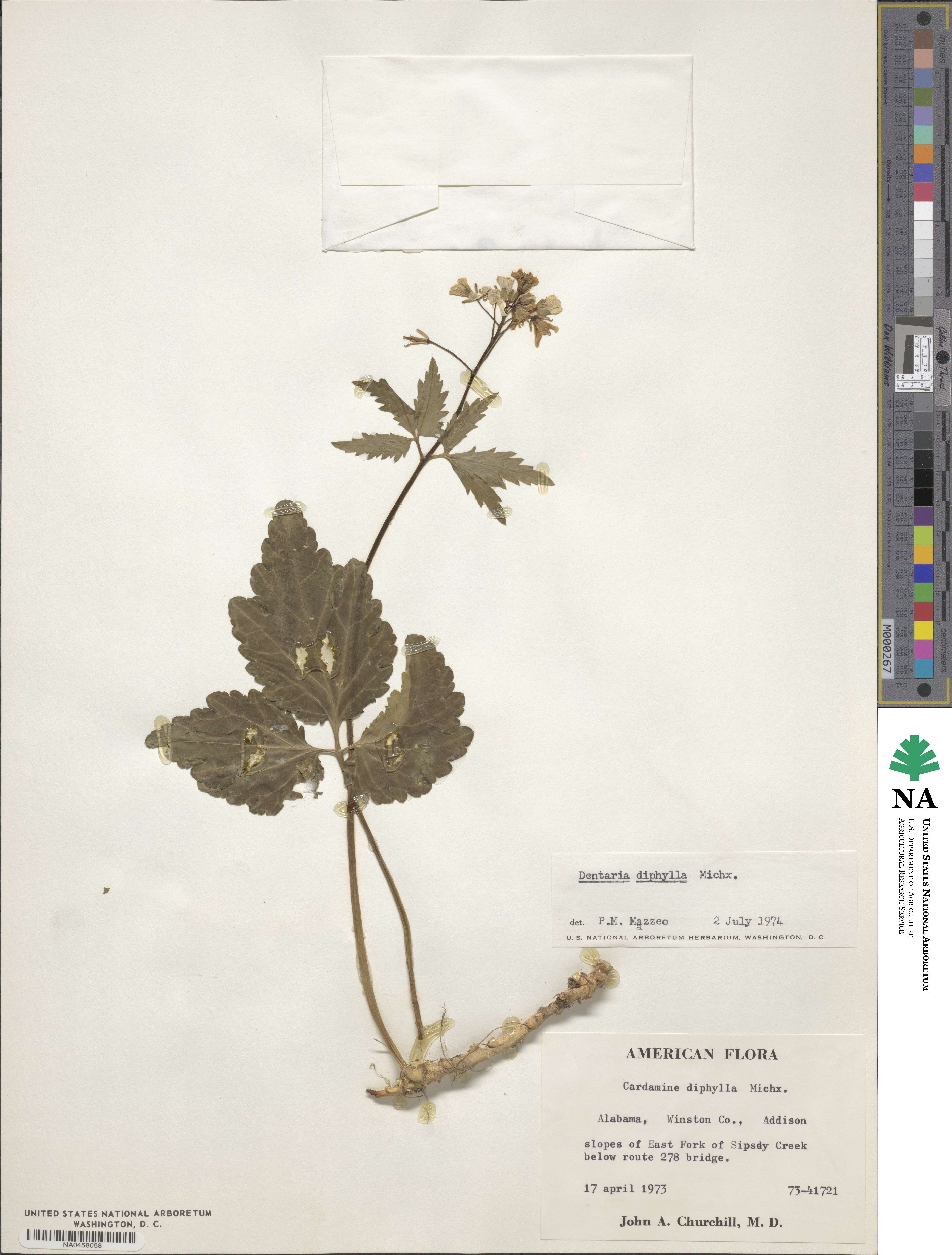 Cardamine diphylla image