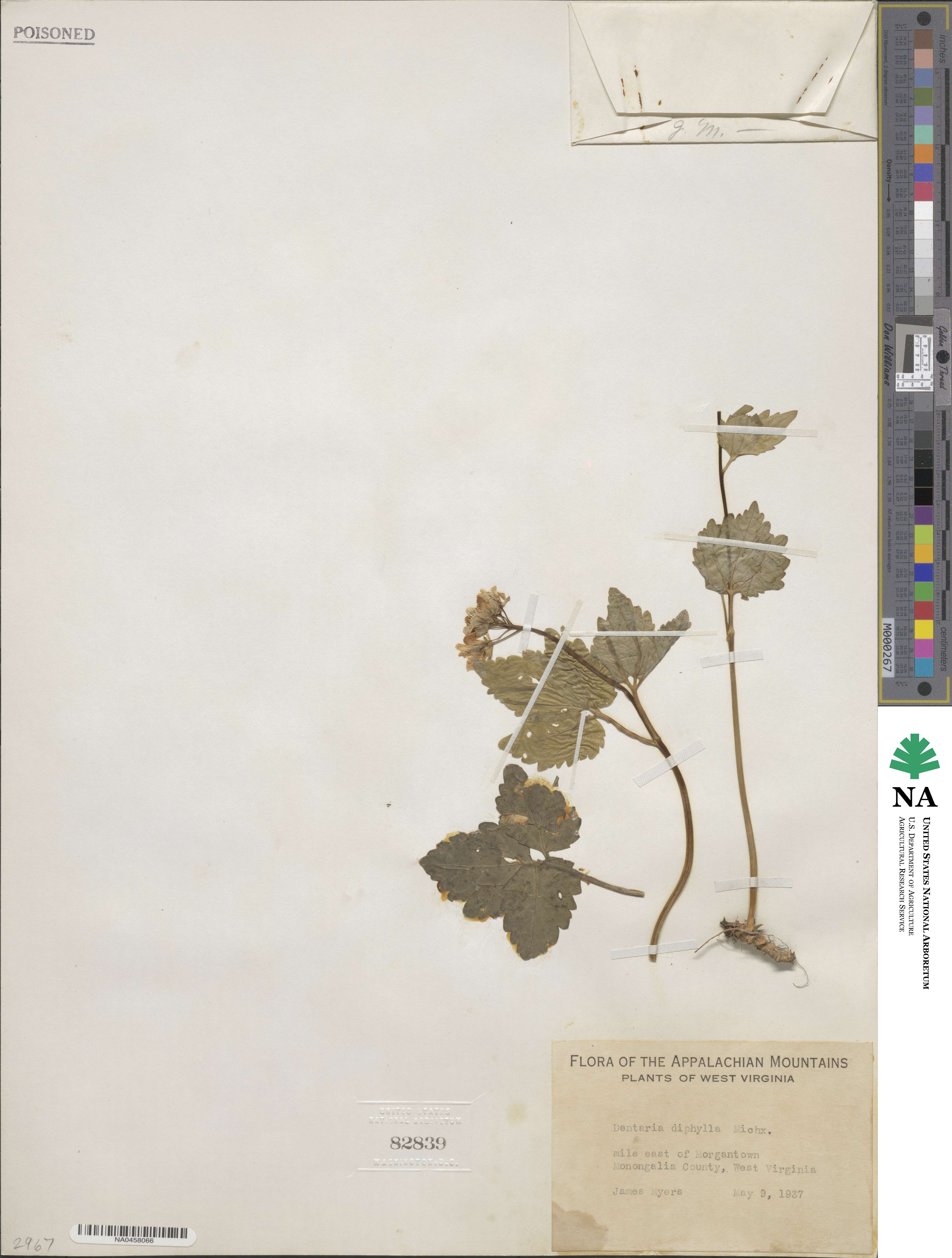 Cardamine diphylla image