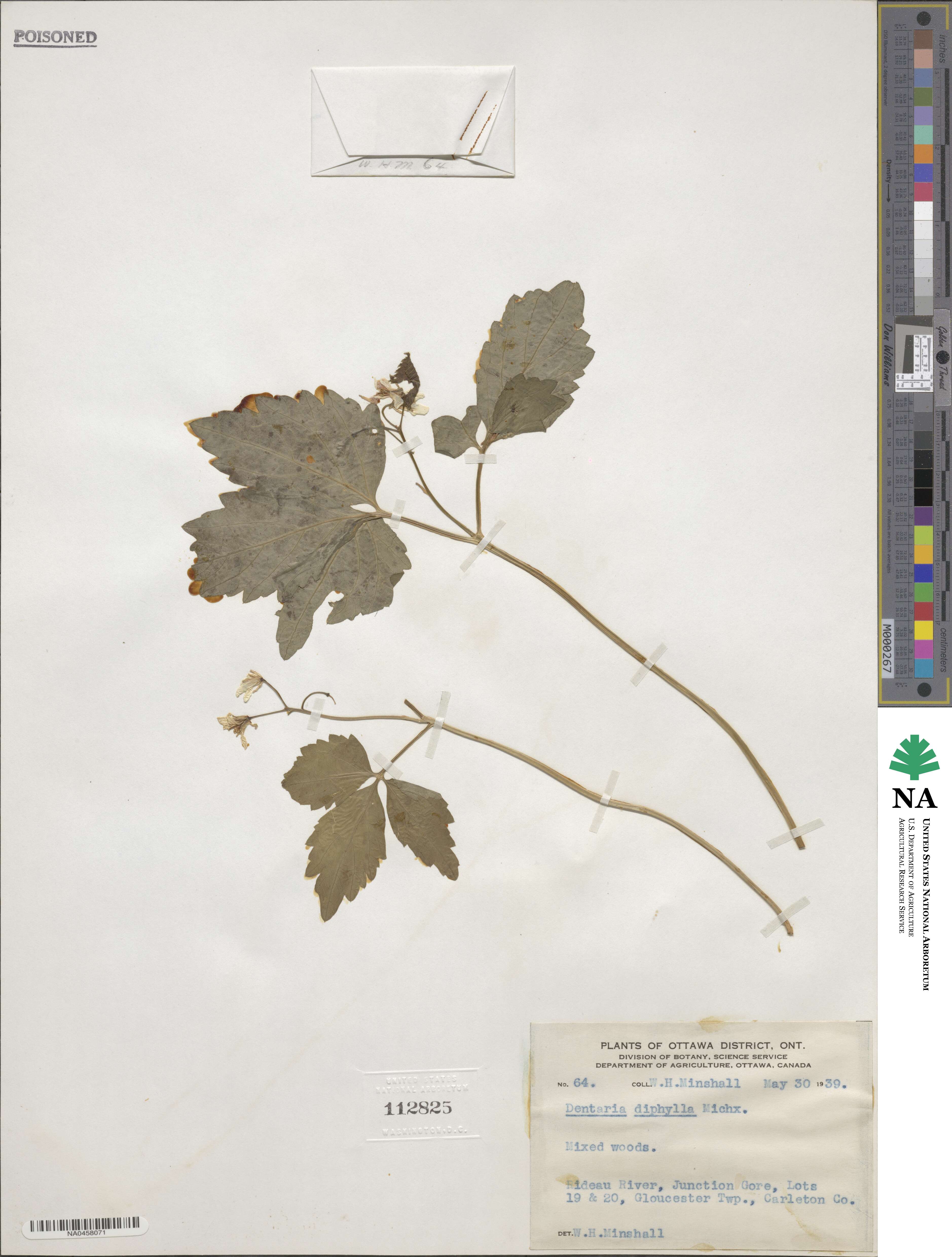Cardamine diphylla image