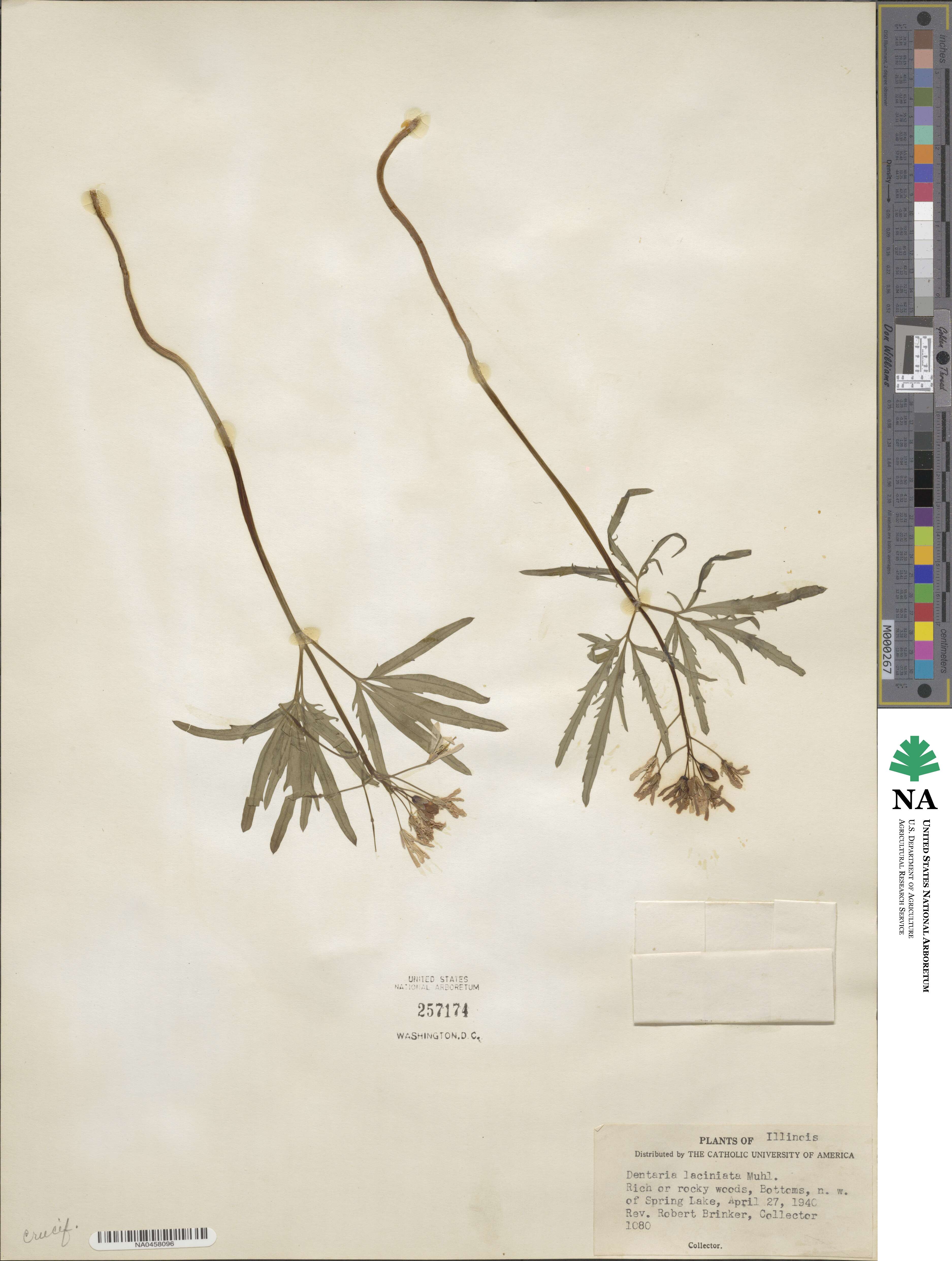 Cardamine concatenata image