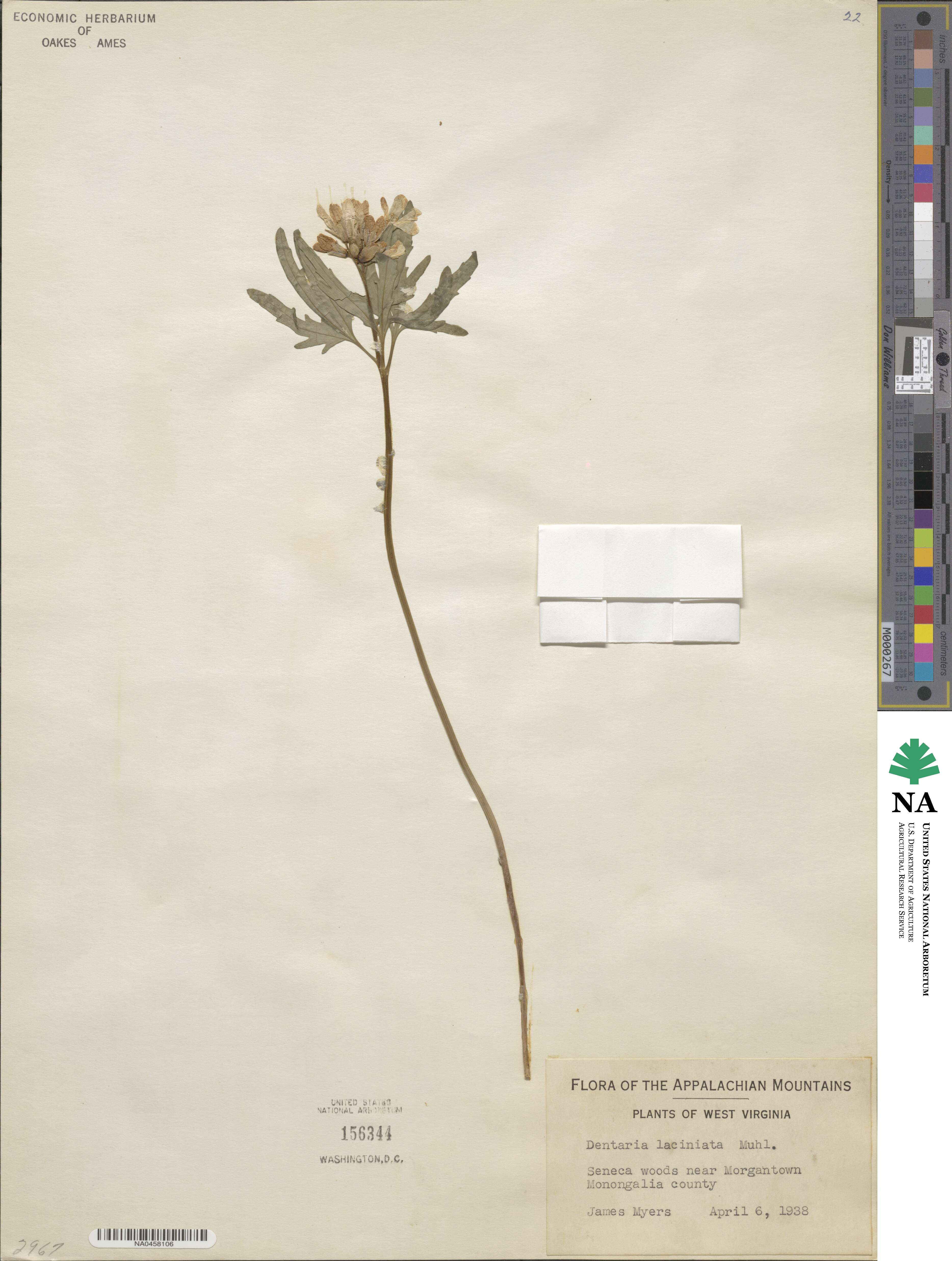 Cardamine concatenata image