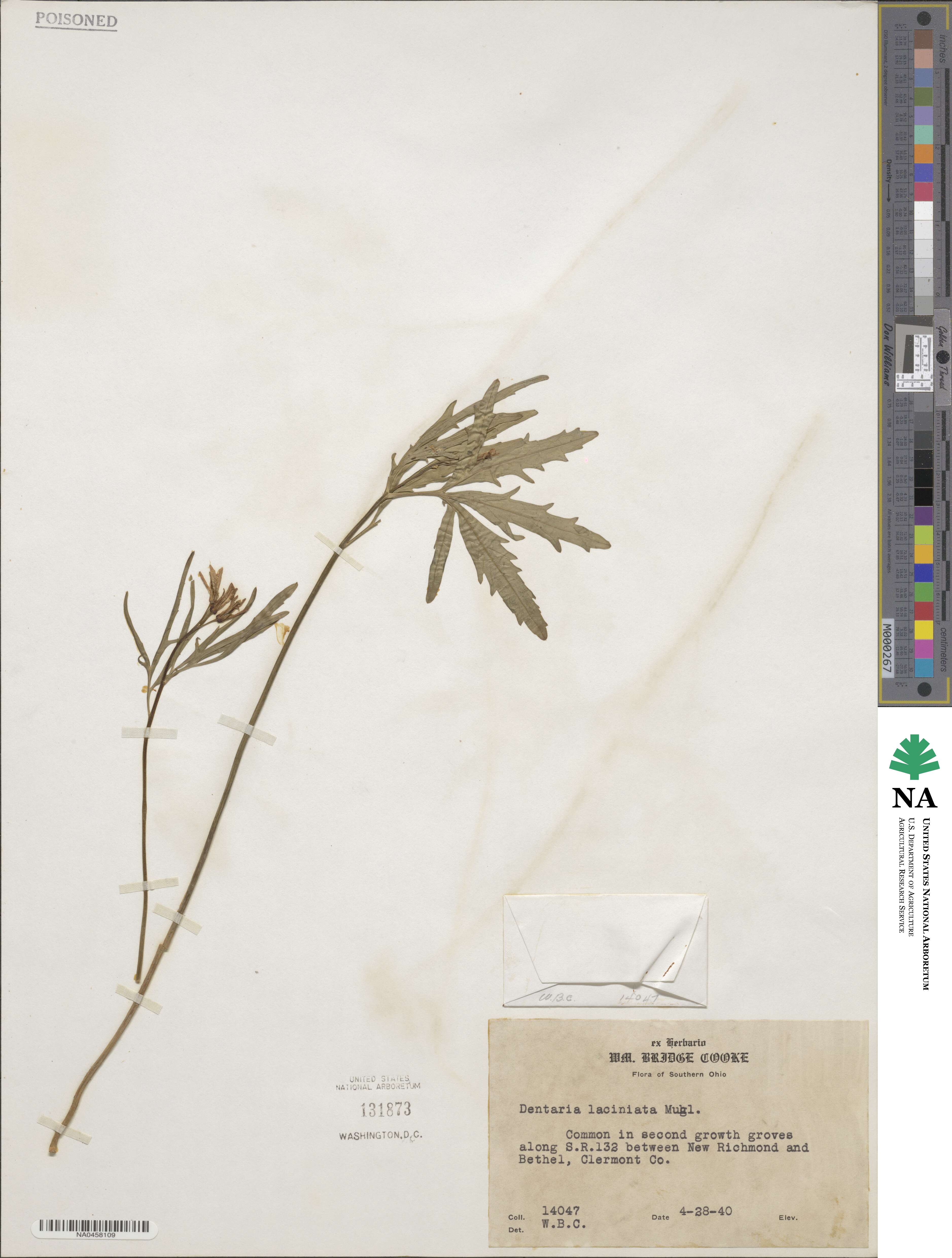 Cardamine concatenata image