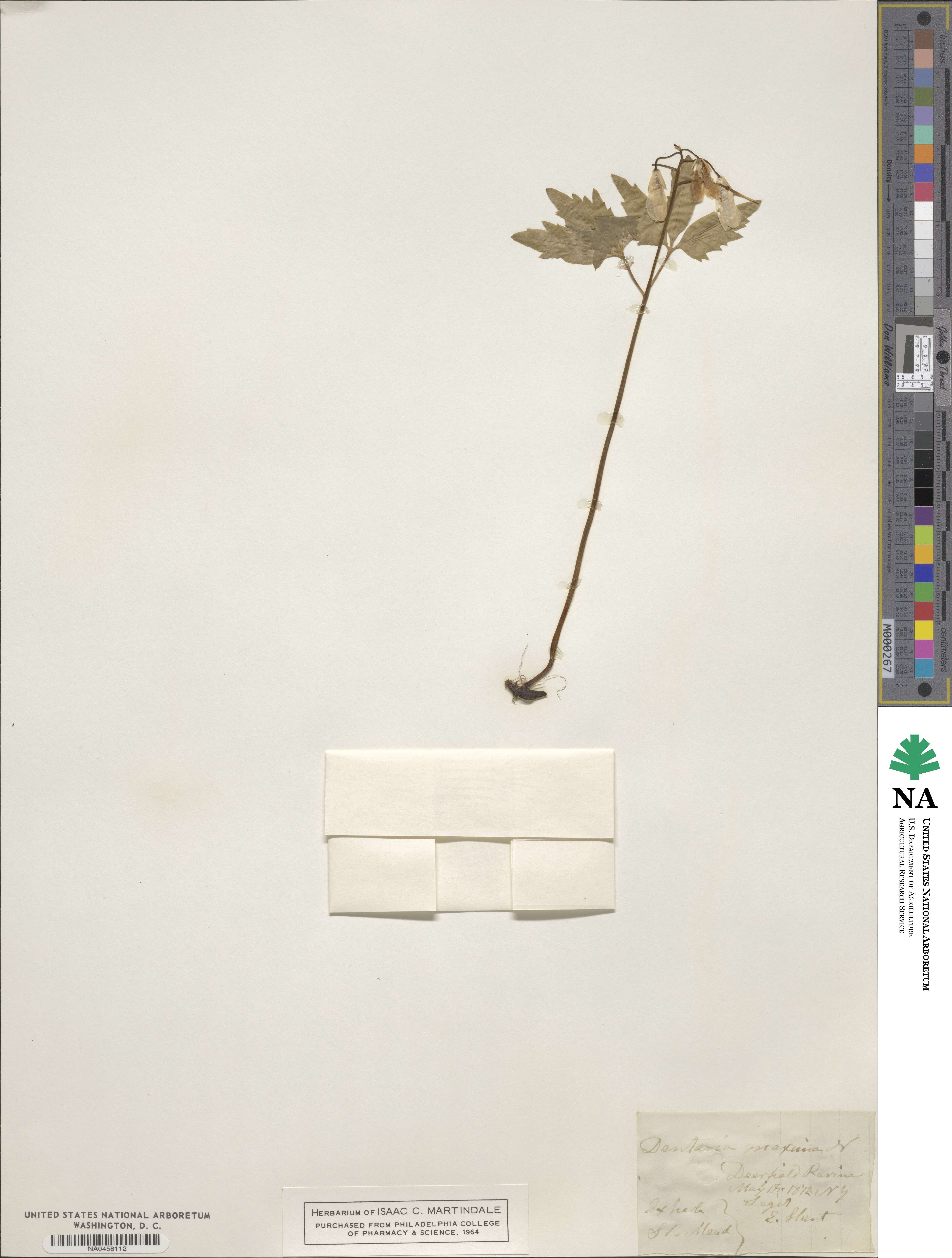 Cardamine maxima image
