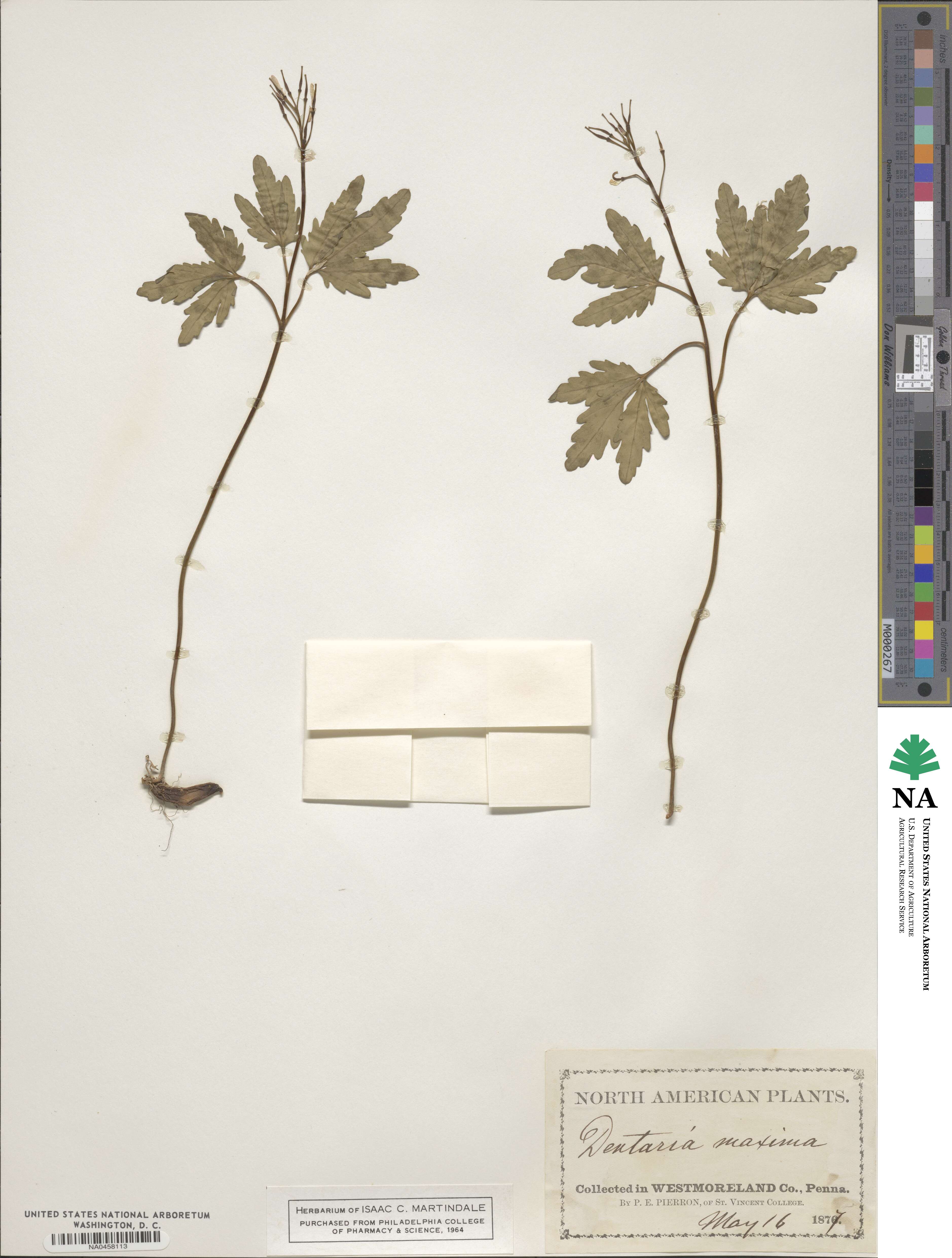 Cardamine maxima image