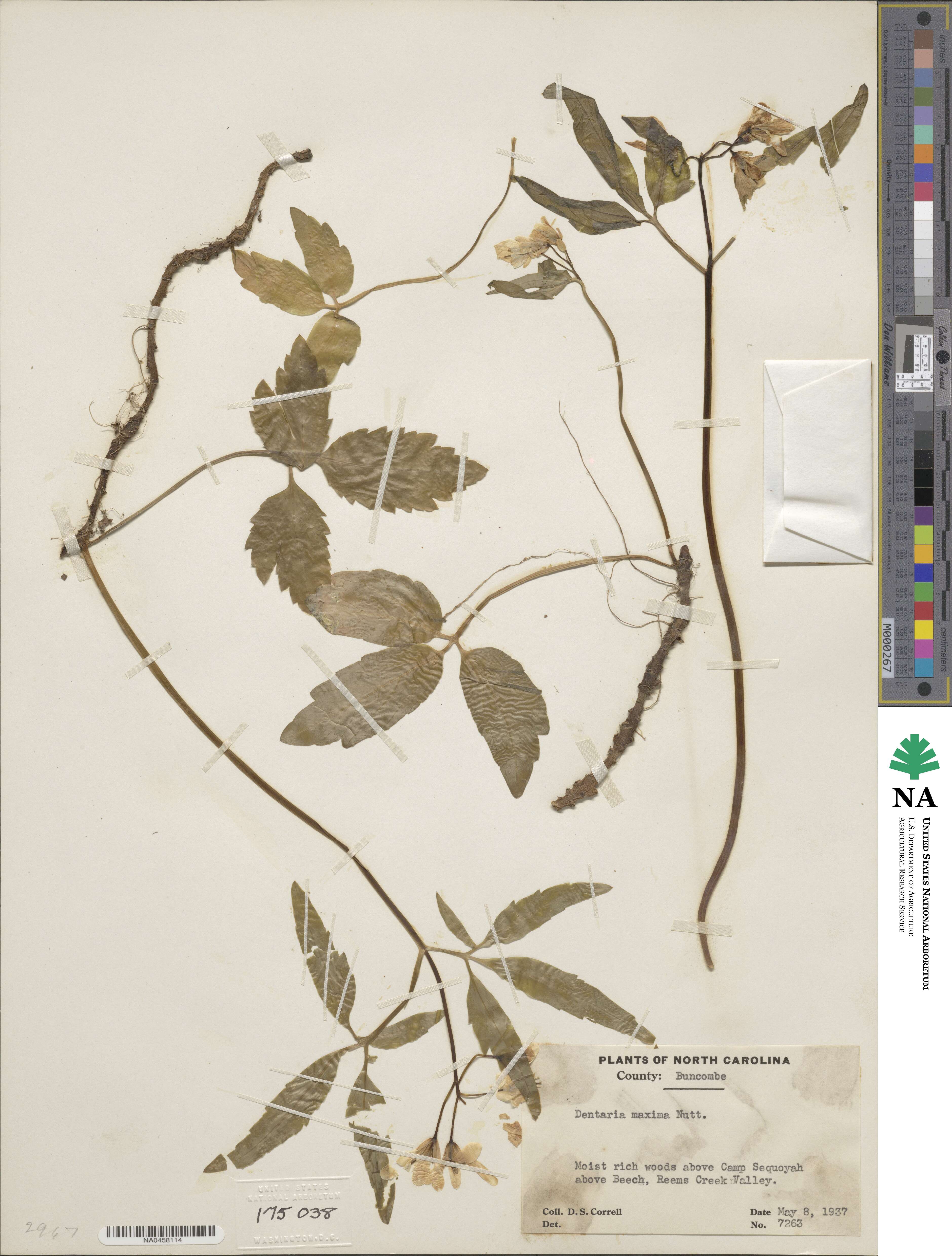 Cardamine maxima image
