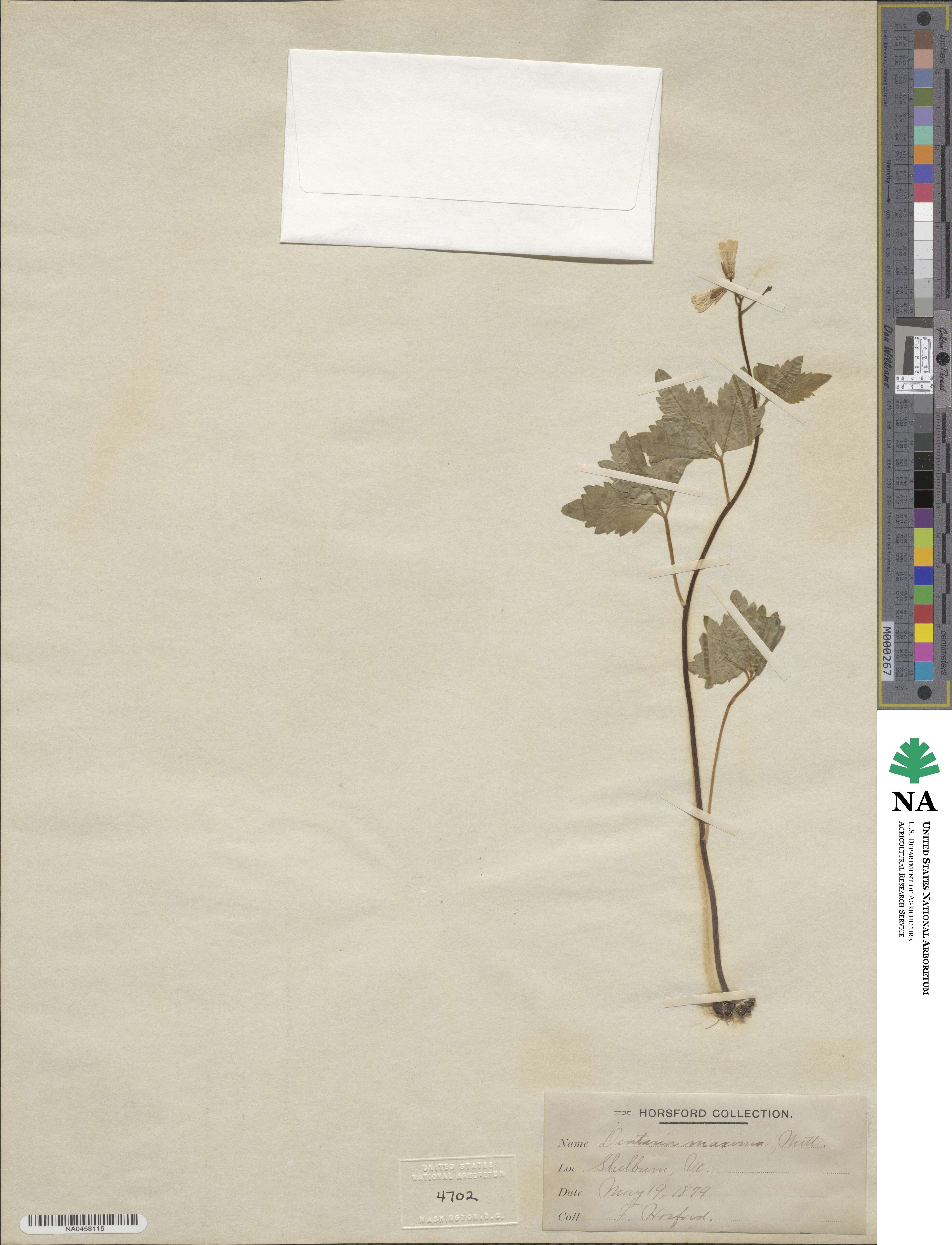 Cardamine maxima image