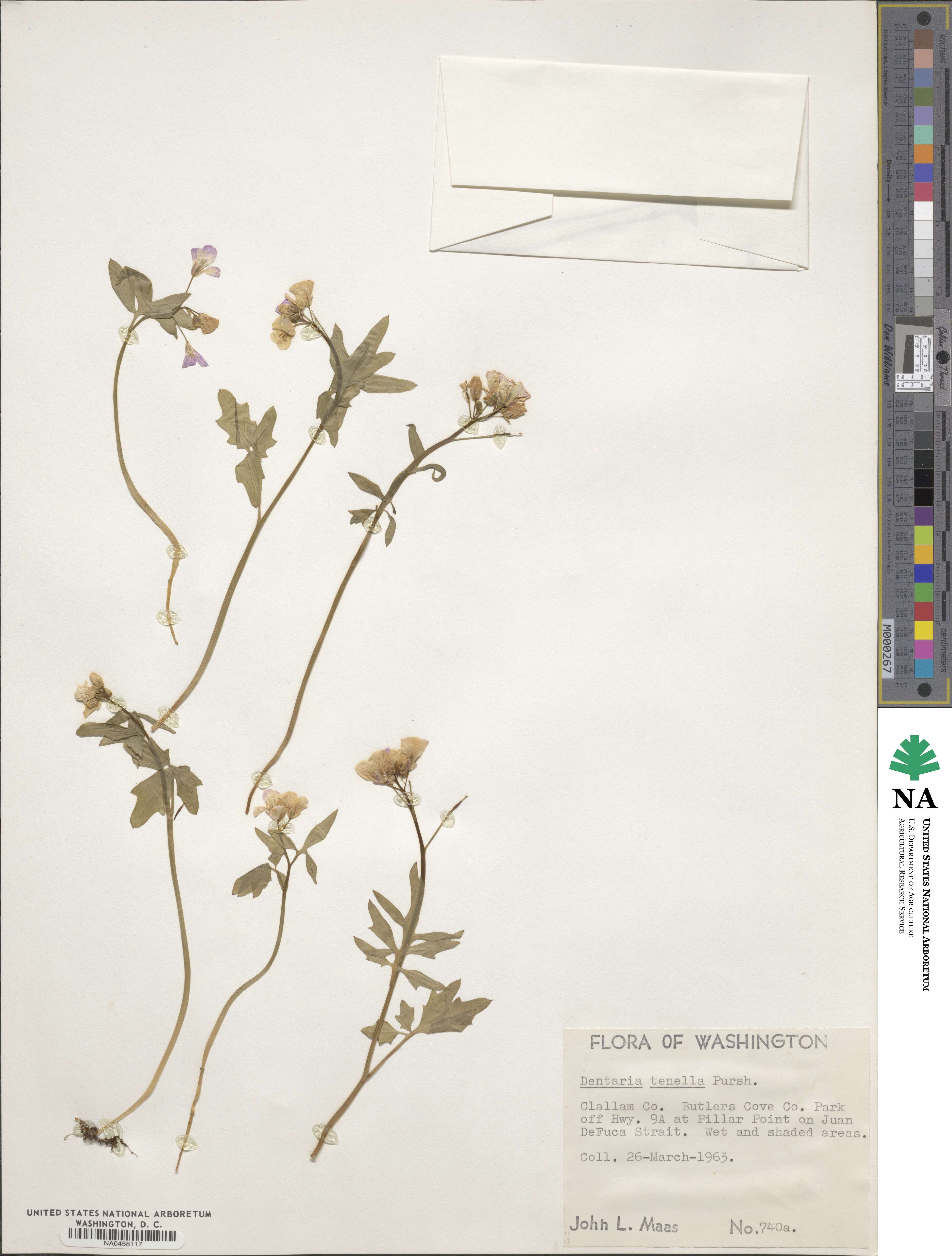 Cardamine nuttallii image